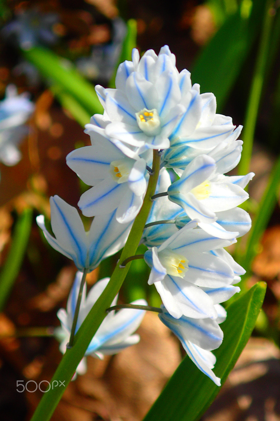 Olympus TG-3 sample photo. Puschkinia scilloides photography