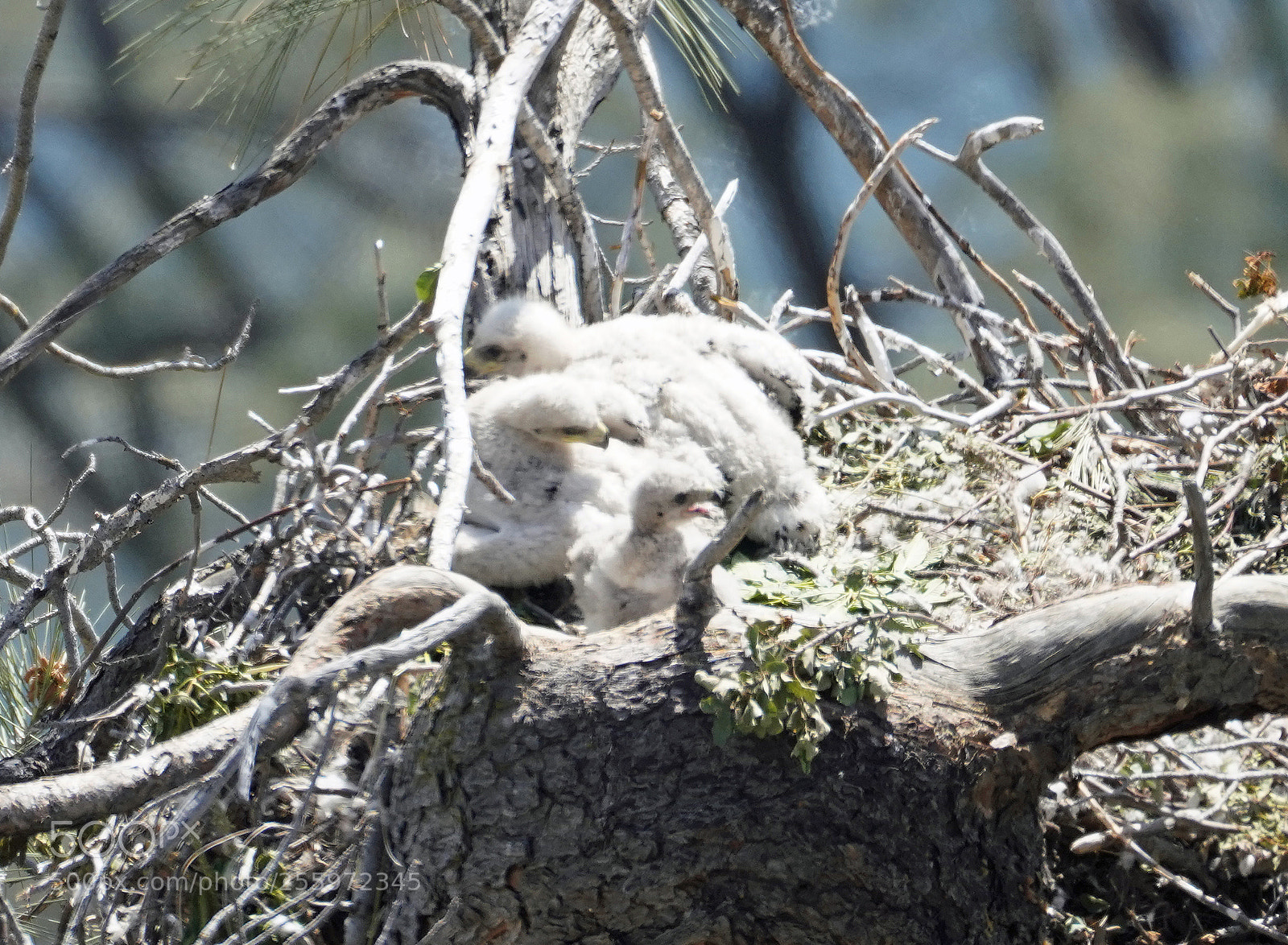 Sony a7R III sample photo. Golden eagle chicks photography