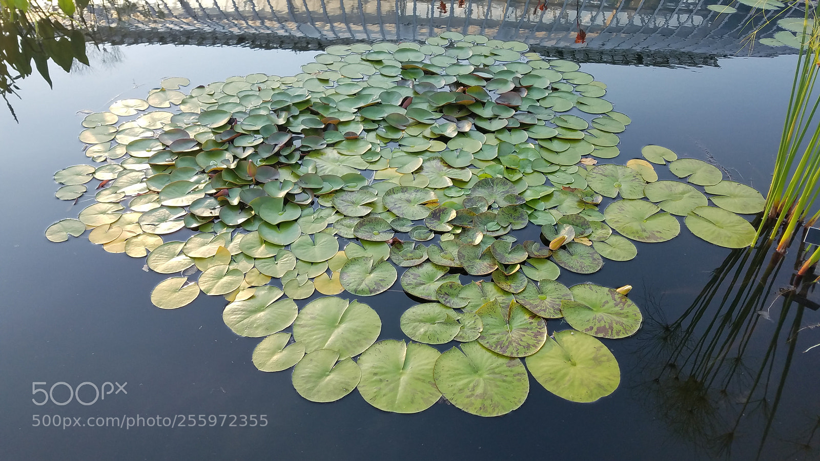 Samsung Galaxy S7 sample photo. Water lilies photography