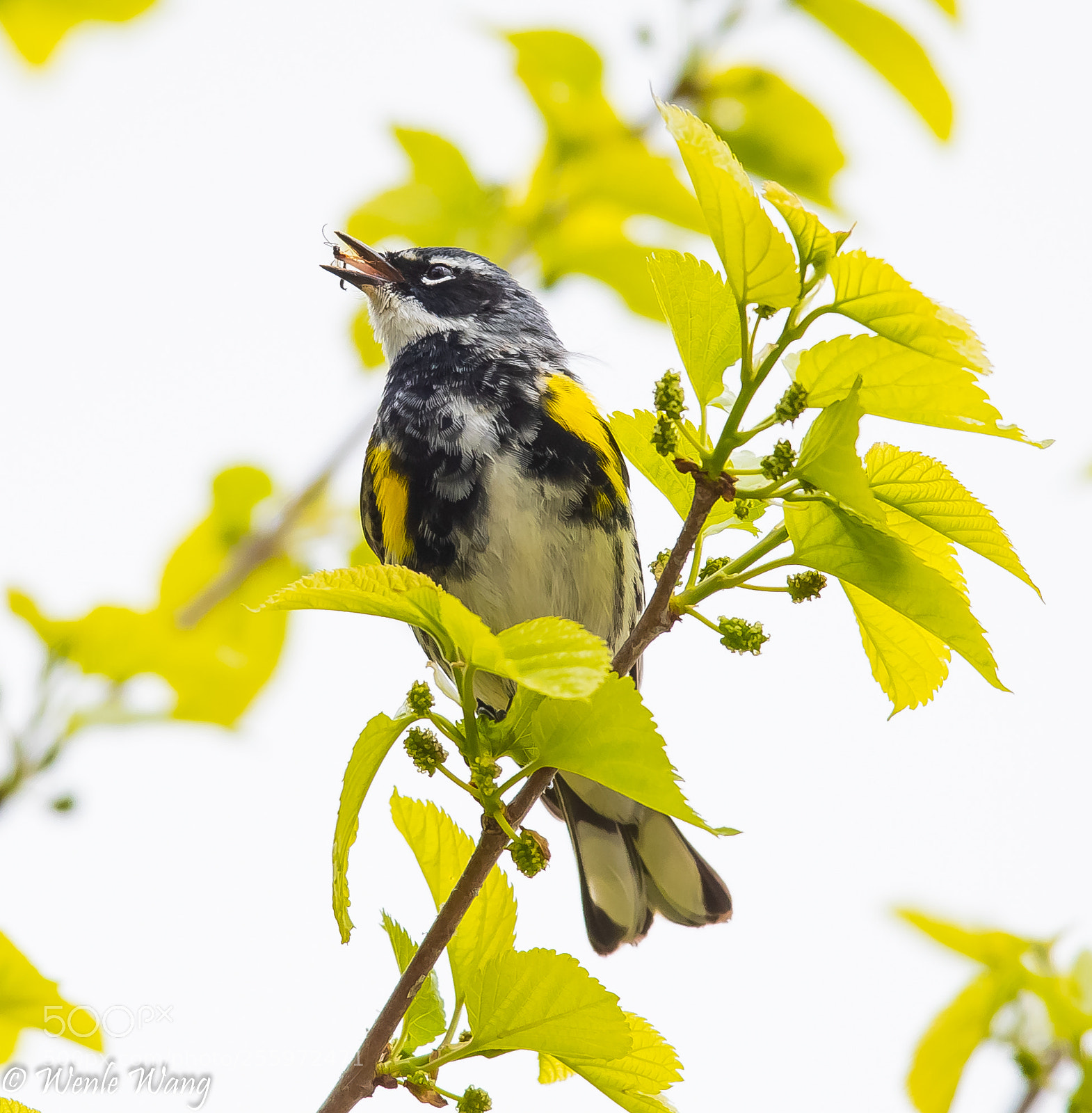 Canon EOS-1D X Mark II sample photo. Lr photography