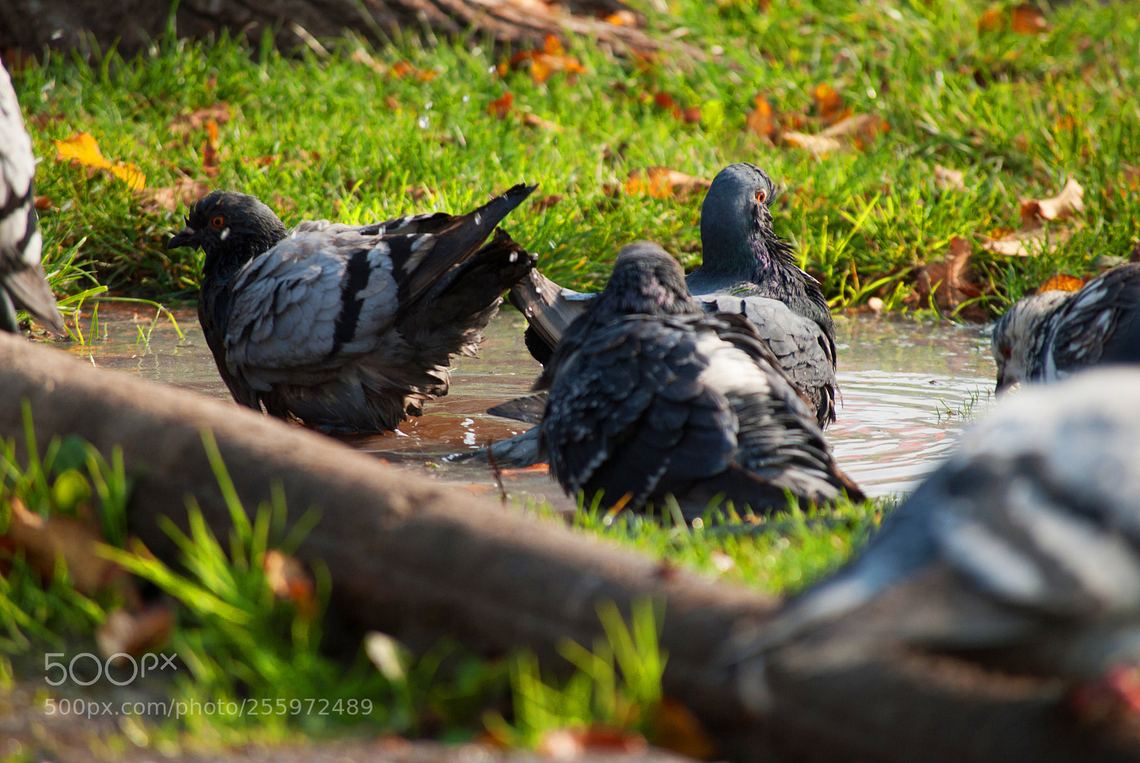 Nikon D3000 sample photo. Bath time photography