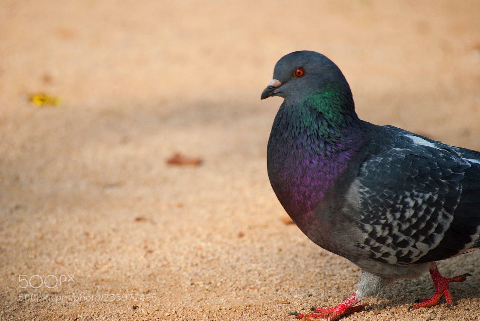 Nikon D3000 sample photo. Beautiful colors photography