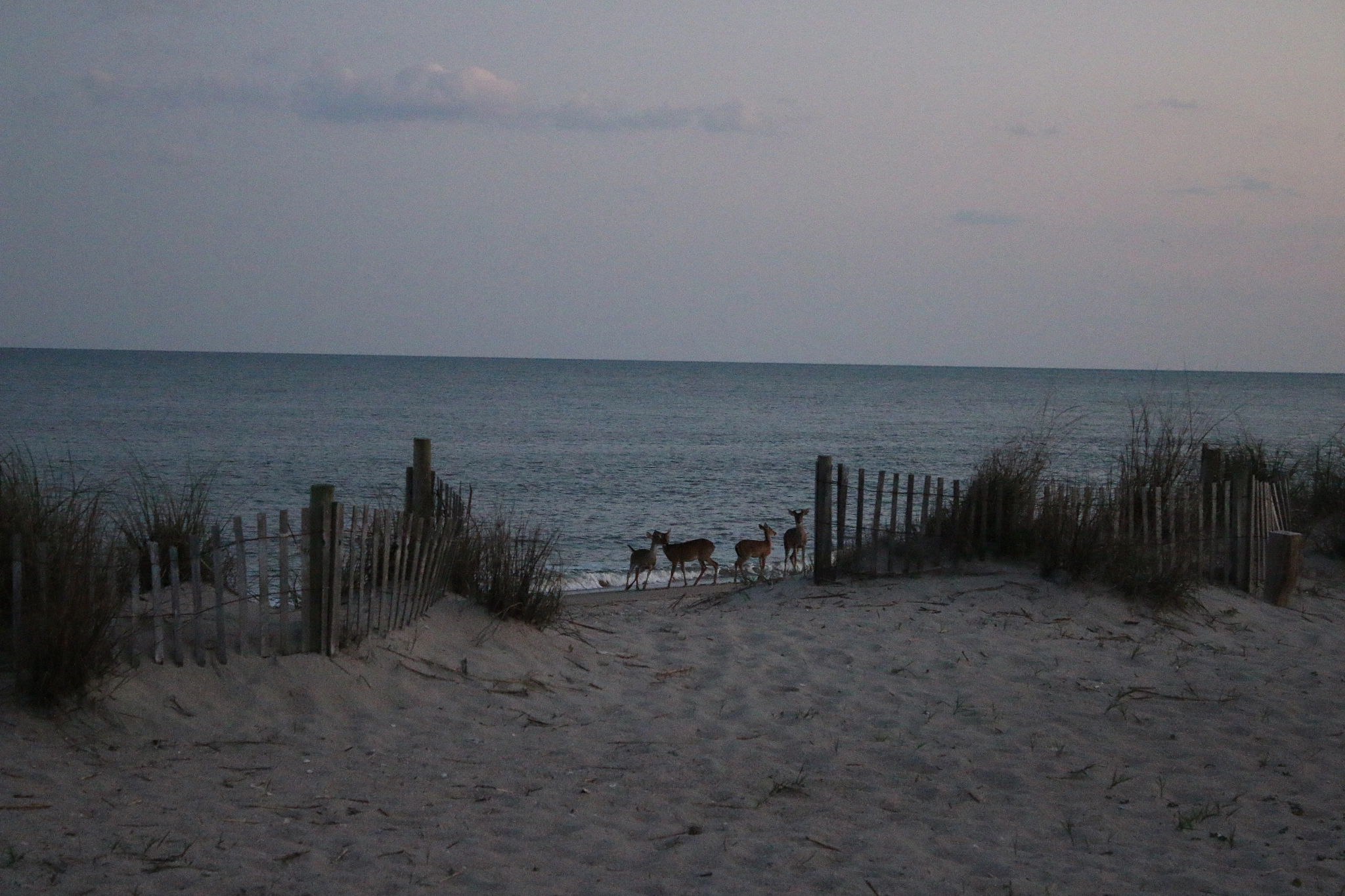 Canon EF-S 18-55mm F3.5-5.6 IS sample photo. Deer on the beach o photography