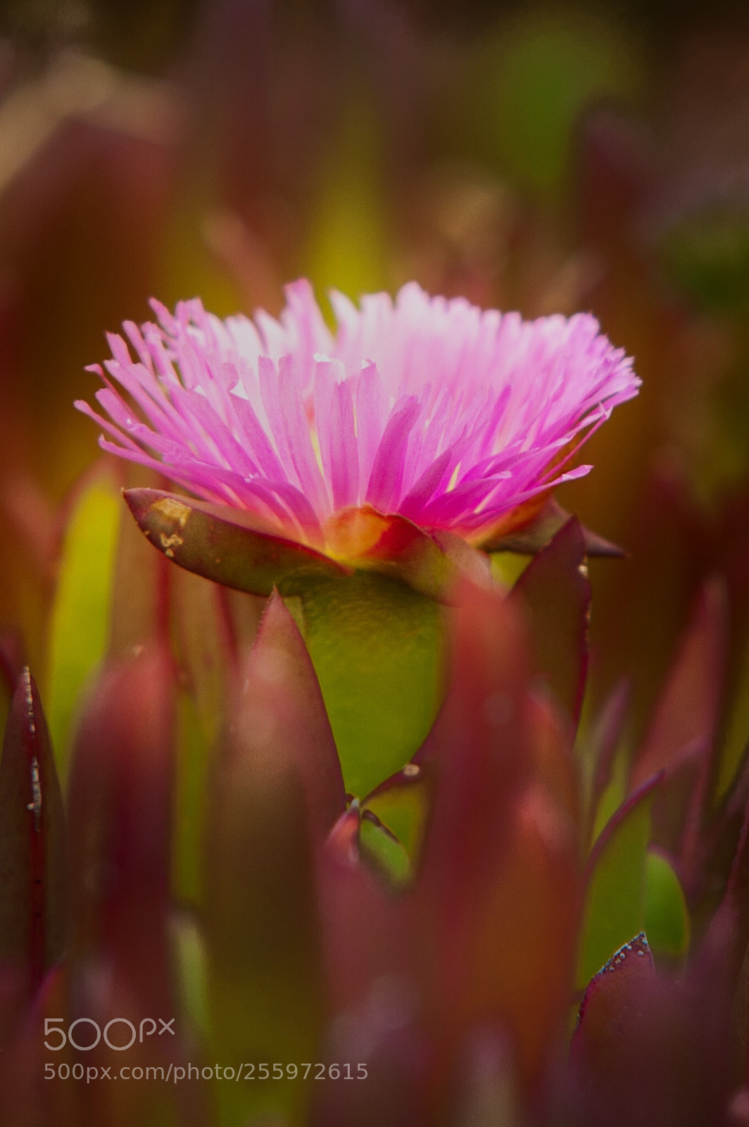 Nikon D300S sample photo. Blossom  photography