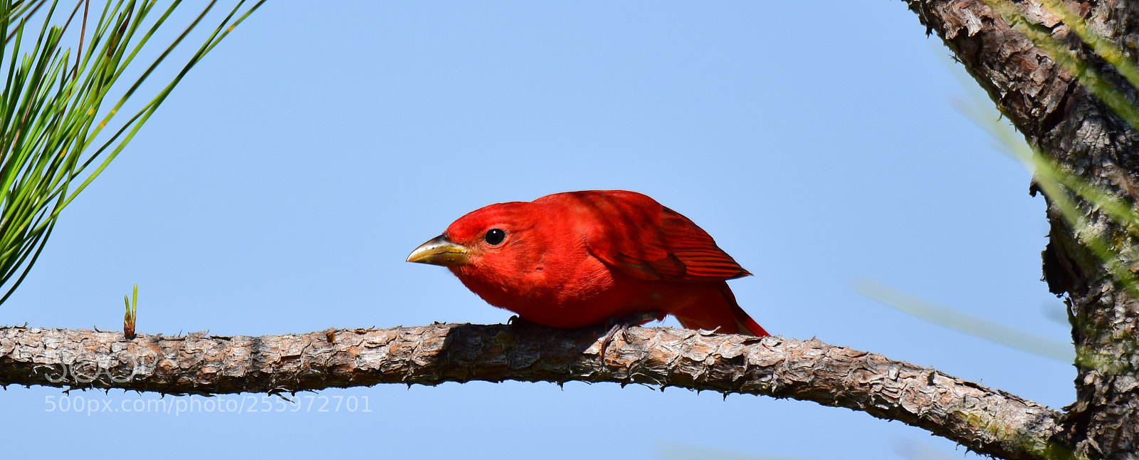 Nikon D5300 sample photo. Summer tanager photography
