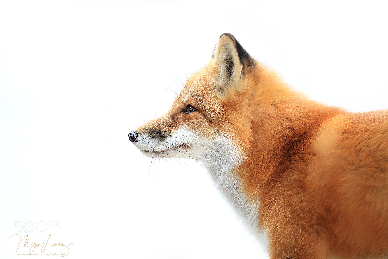 Canon EOS-1D X Mark II sample photo. Red fox profile photography