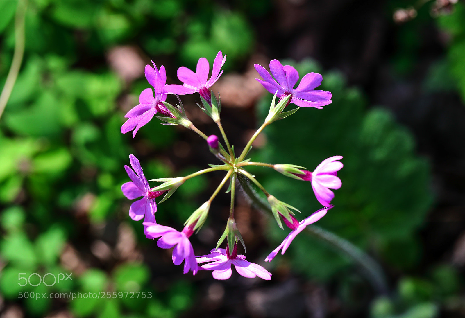 Canon EOS-1D X Mark II sample photo. The key to opening photography
