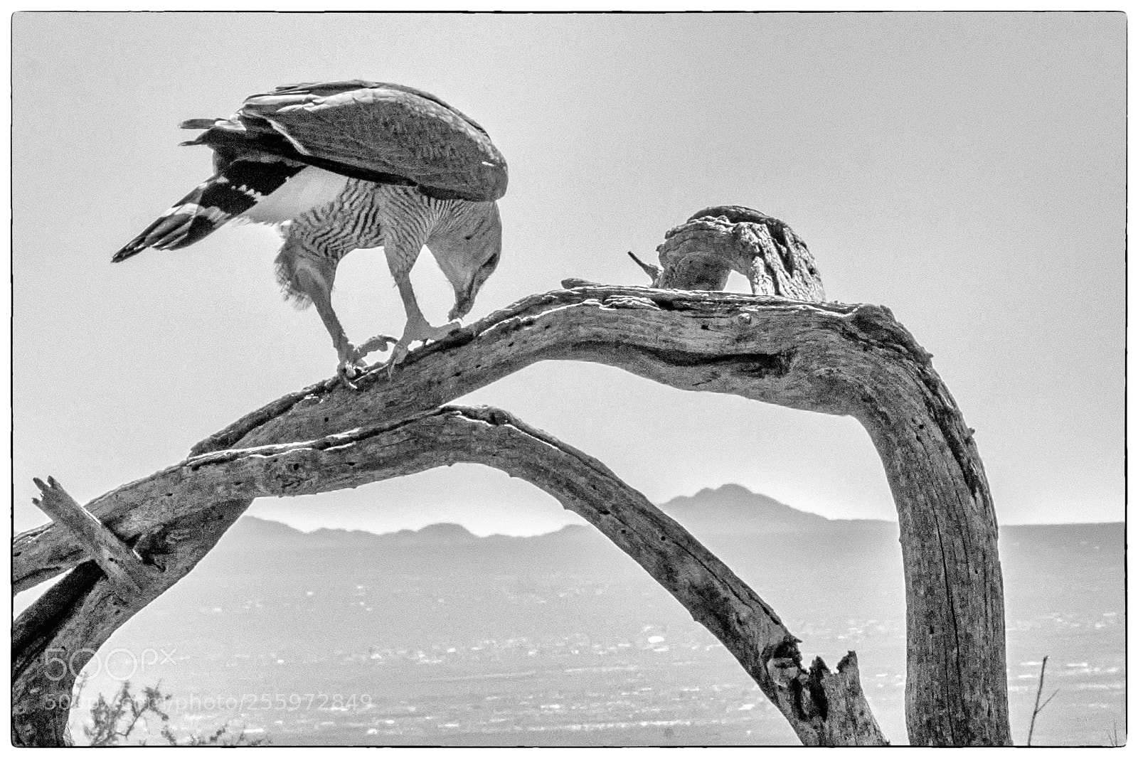 Nikon D500 sample photo. Desert hawk photography