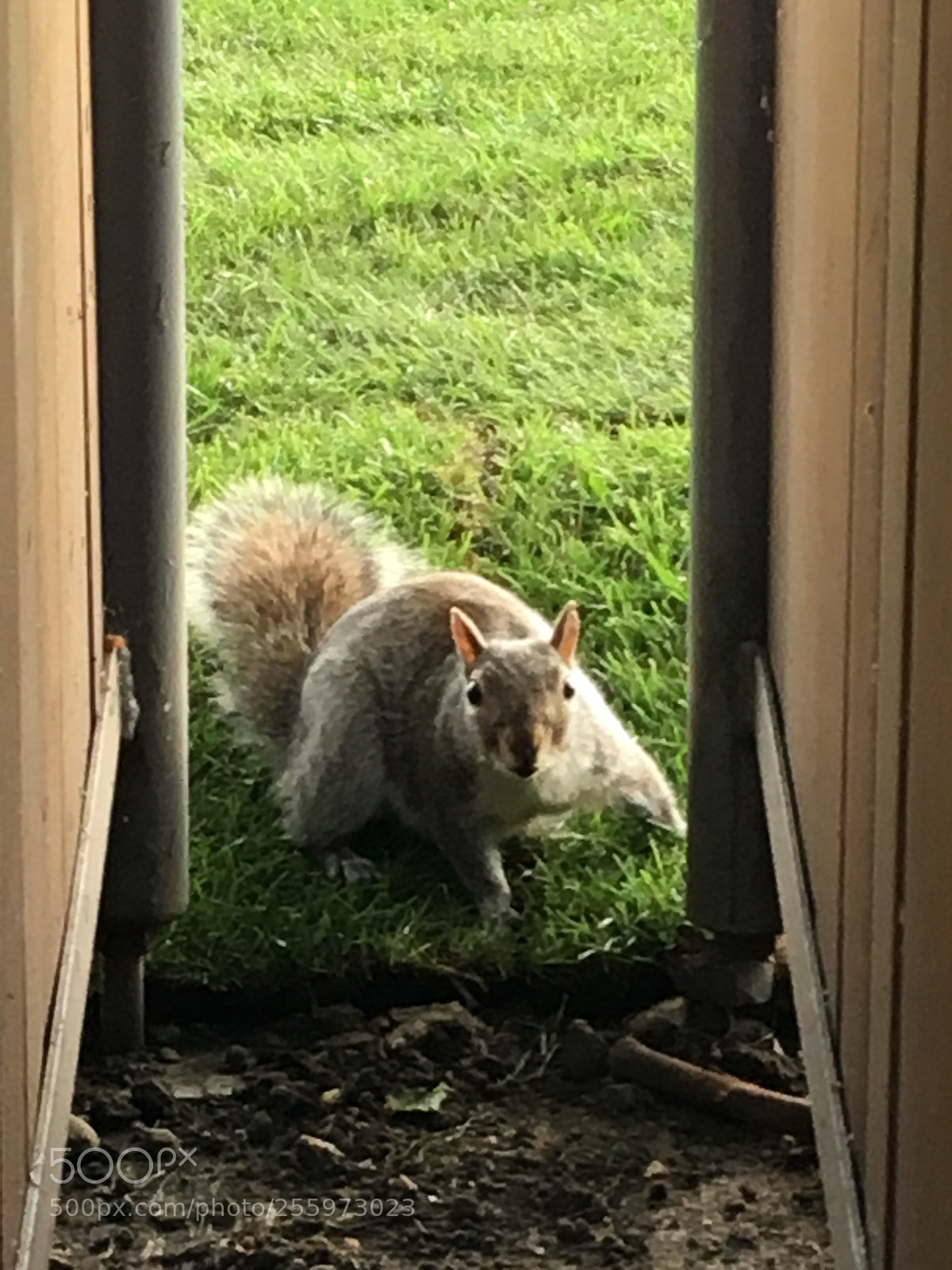 Apple iPhone 6s sample photo. Hyde park photography