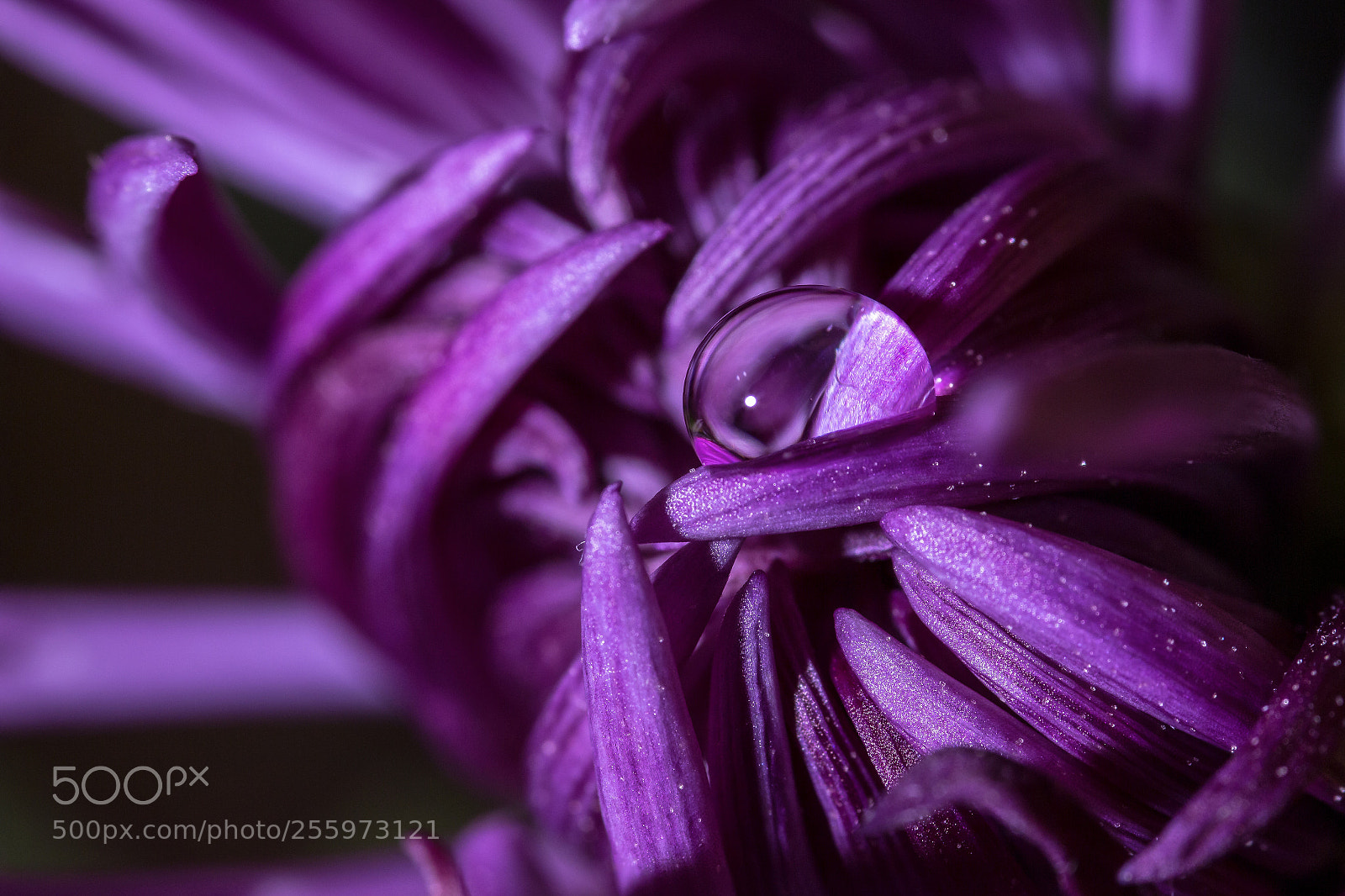 Canon EOS 650D (EOS Rebel T4i / EOS Kiss X6i) sample photo. Purple loose core photography