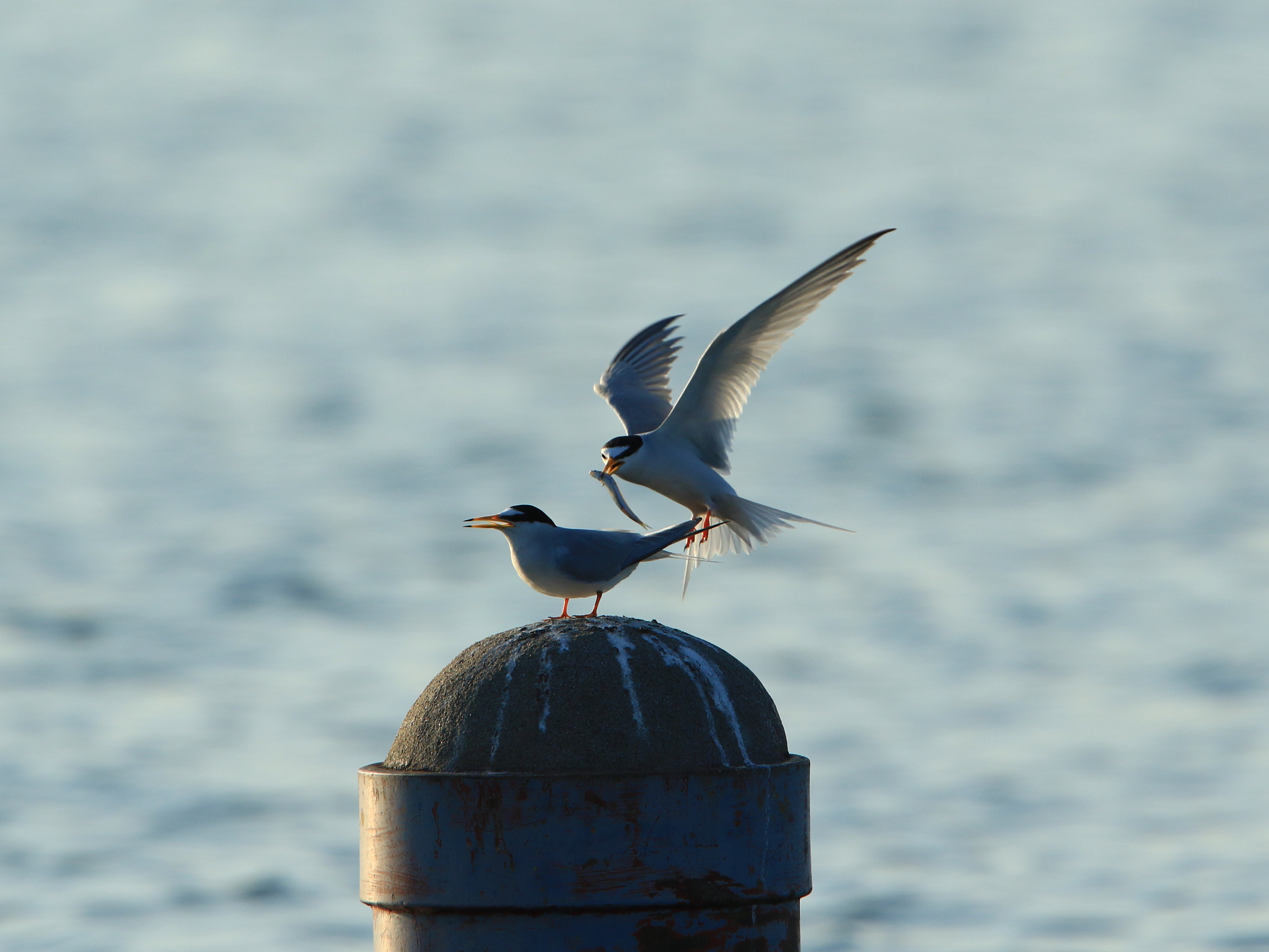 Canon EOS 7D Mark II + Canon EF 400mm F2.8L IS USM sample photo. I love you～♥️ ① 愛するコアジサシ photography