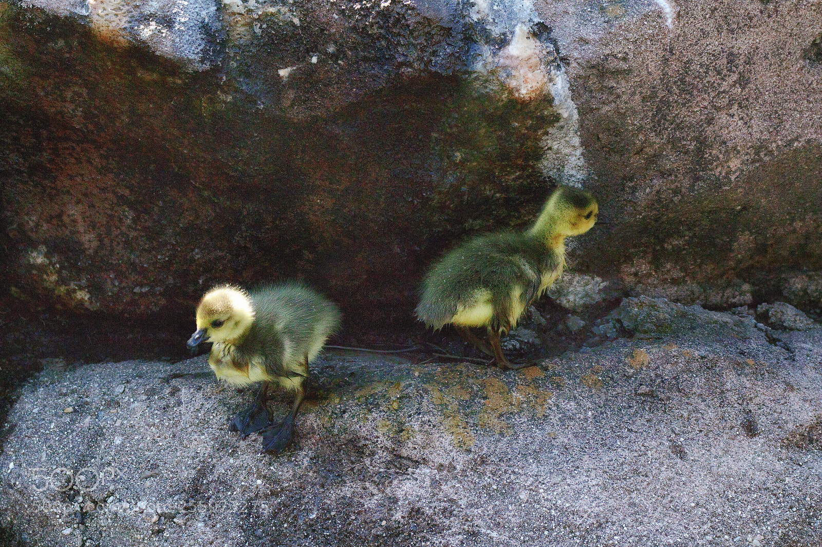 Canon EOS 70D sample photo. Goose goslings photography