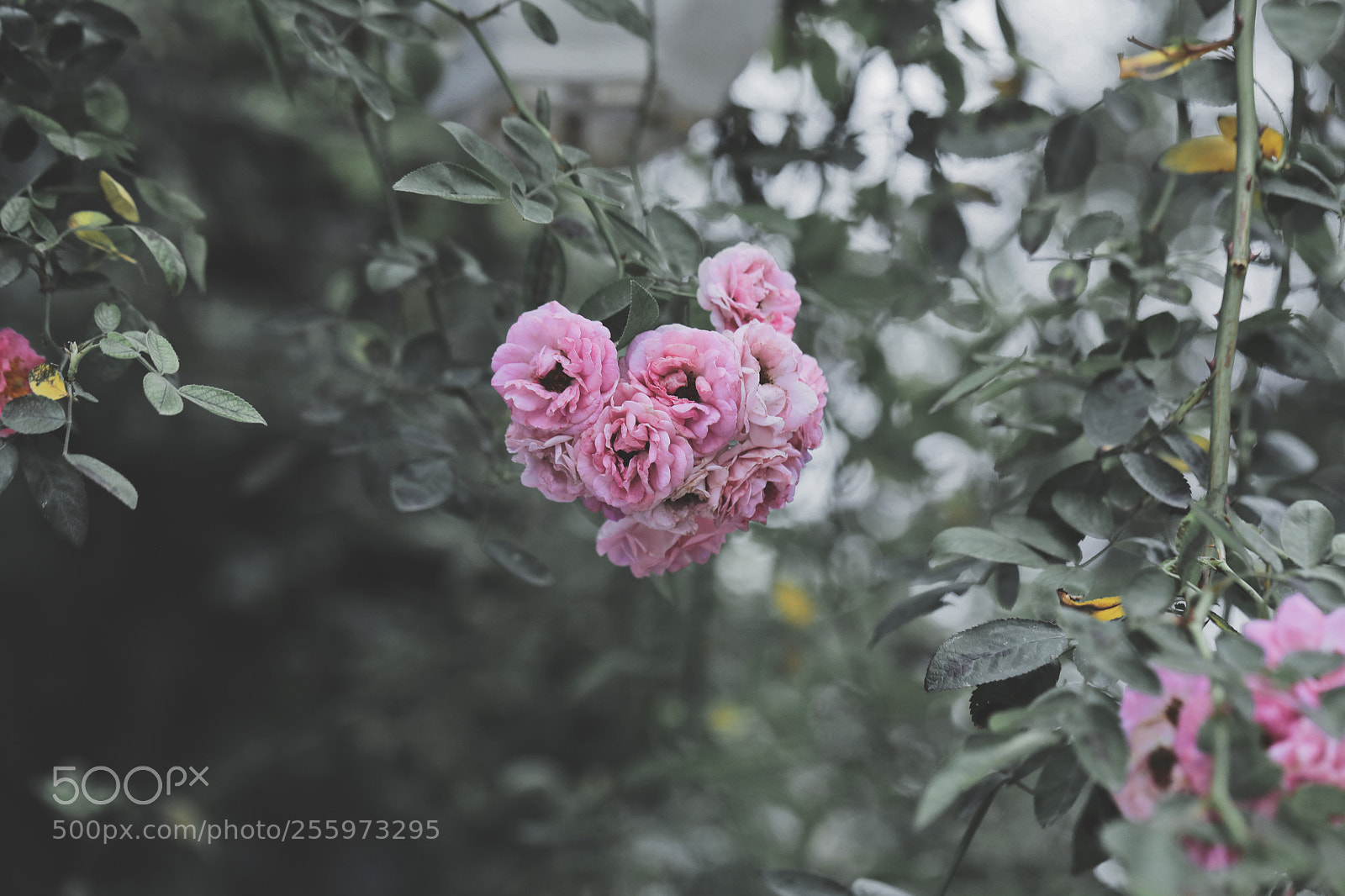 Canon EOS 5D Mark IV sample photo. Out of my window photography