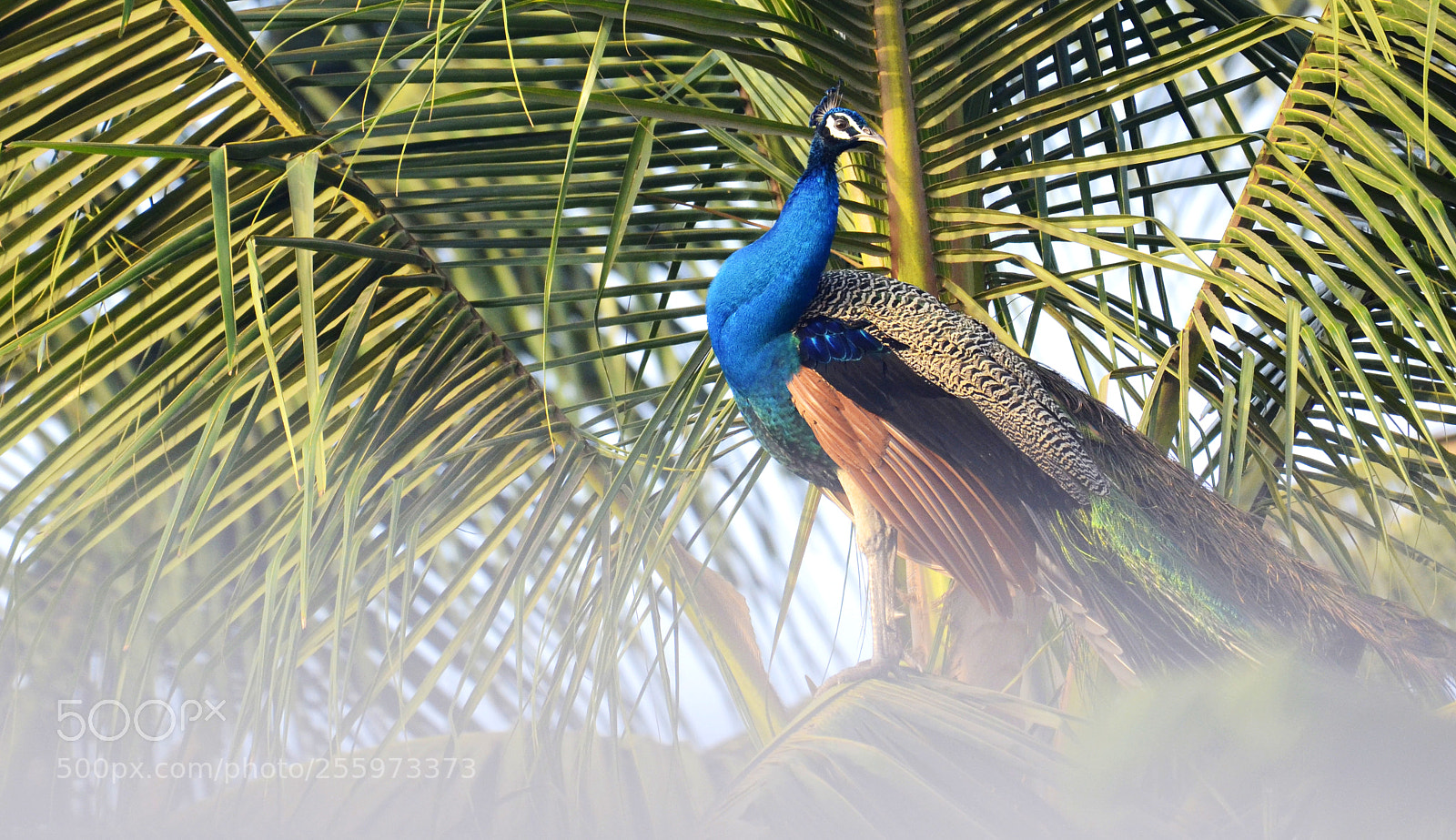 Nikon D5100 sample photo. Peacock photography