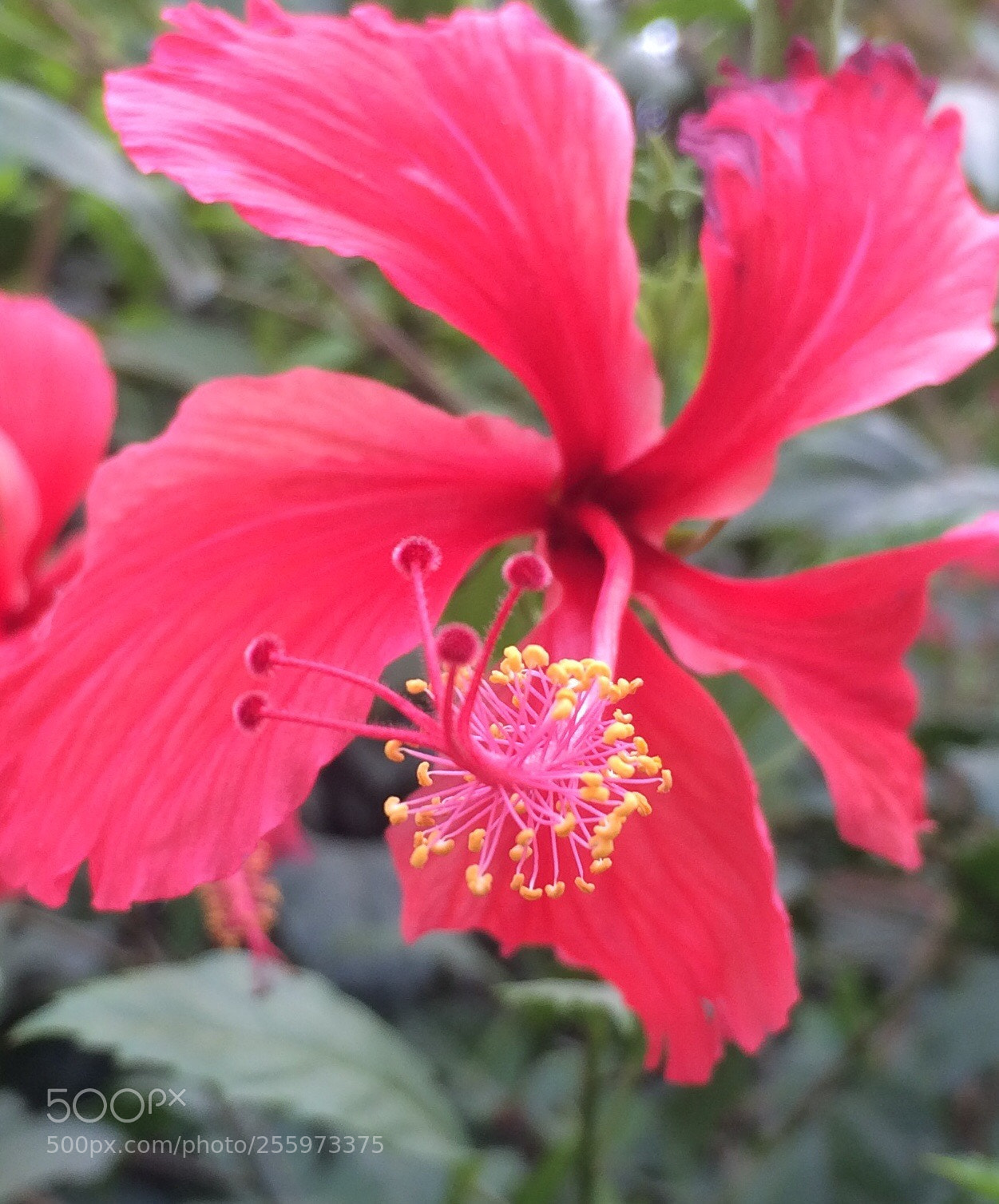 Apple iPhone 5s sample photo. Untitled photography
