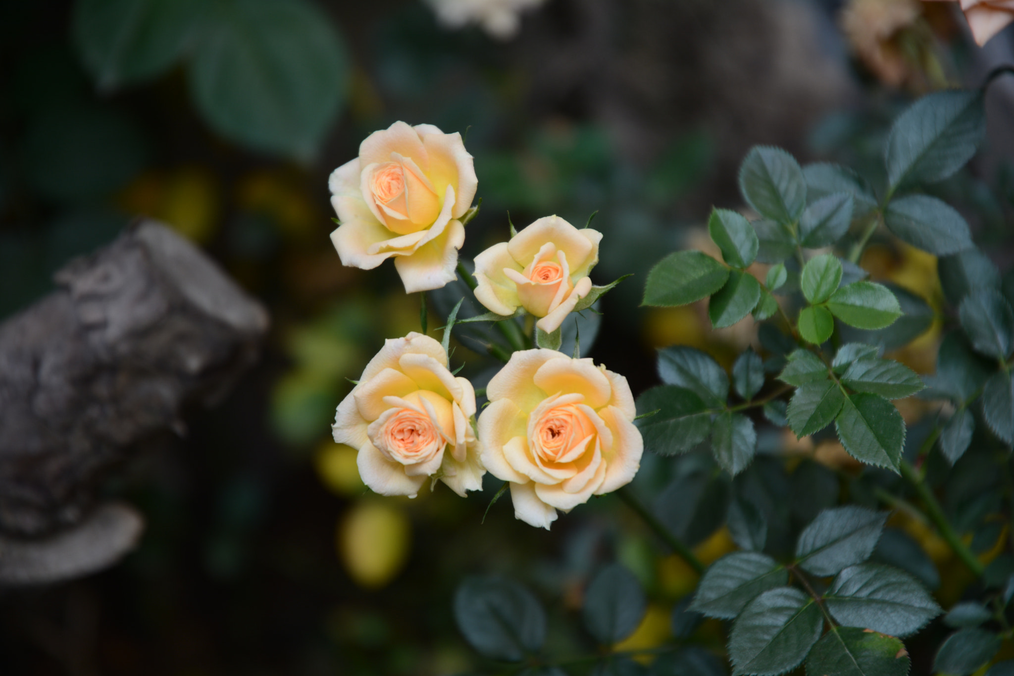 Nikon D7100 sample photo. Rose photography
