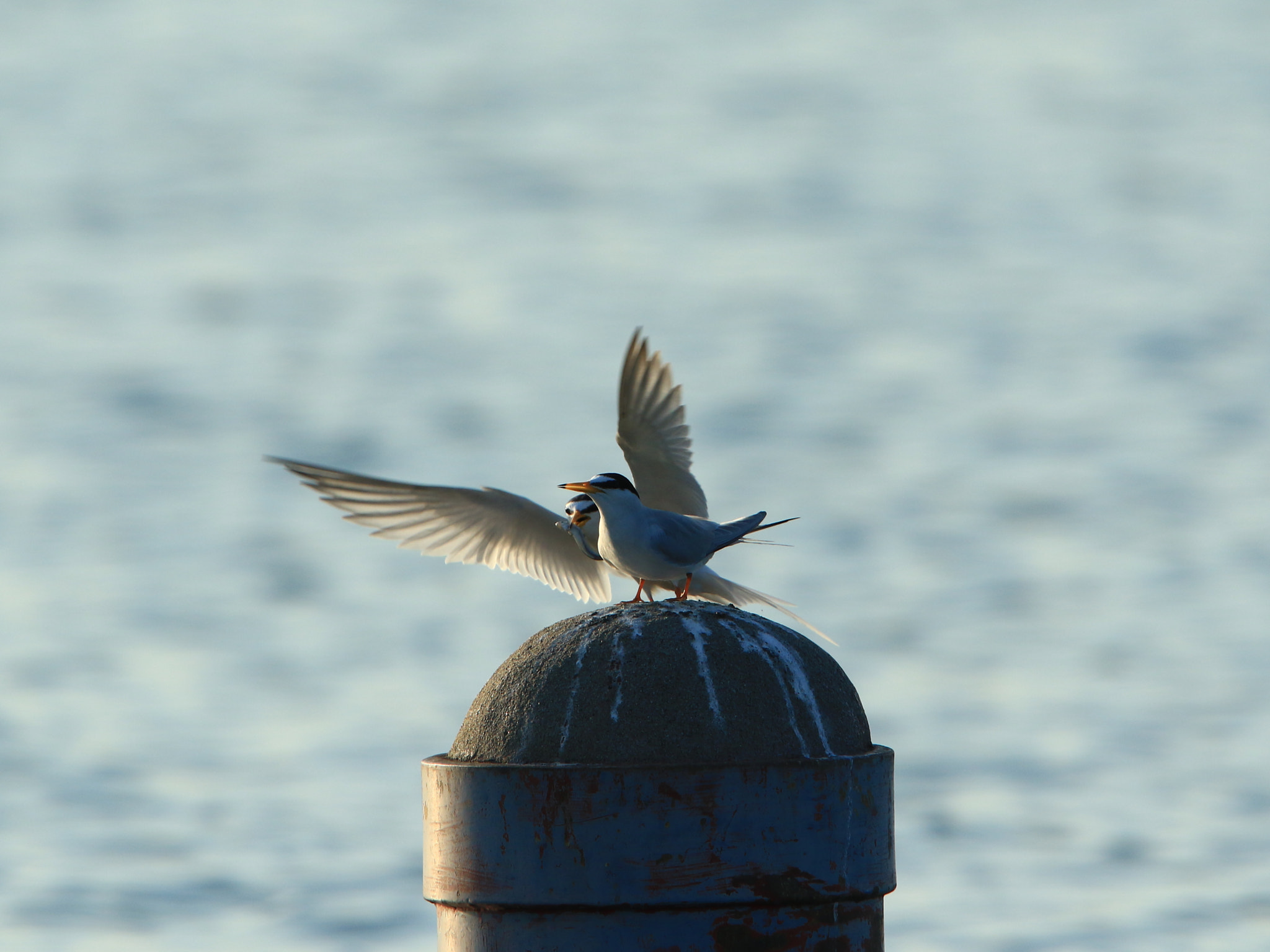 Canon EF 400mm F2.8L IS USM sample photo. No❗ ②  砕け散る photography