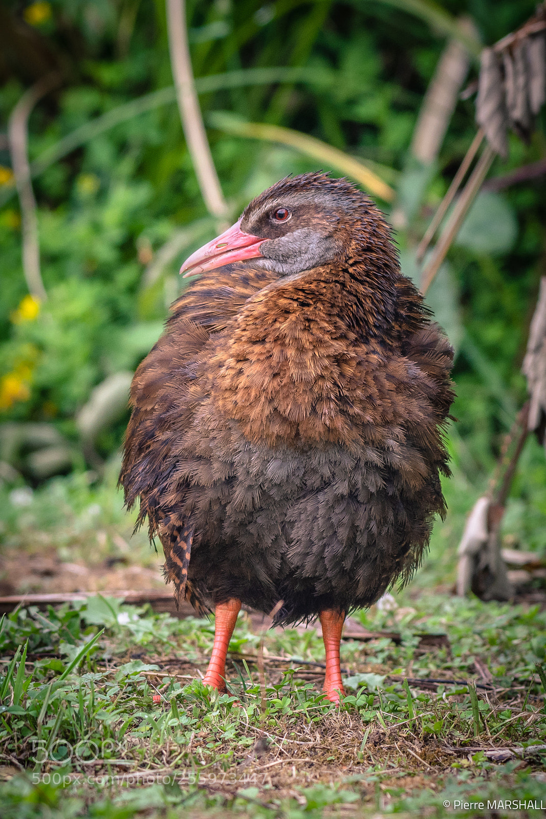 Nikon D500 sample photo. Fluffy weka photography