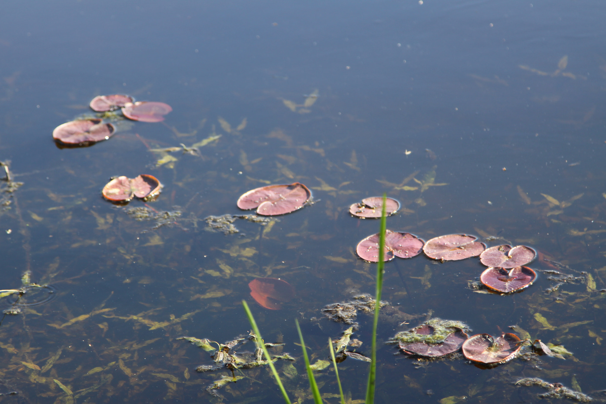 Canon EOS 50D + Canon EF 24-105mm F4L IS USM sample photo. Img photography