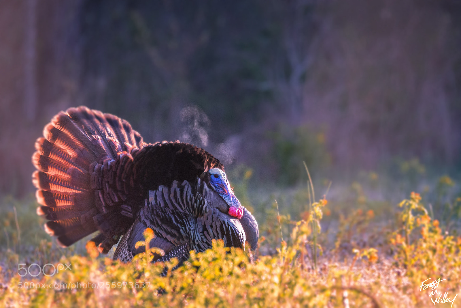 Canon EOS 6D sample photo. Strutting his stuff photography