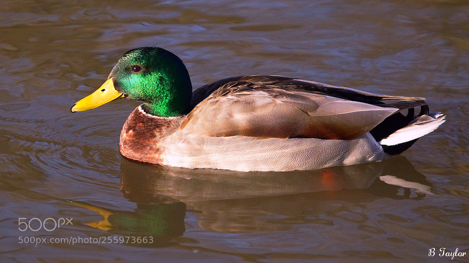 Sony SLT-A57 sample photo. Mallard swiming photography