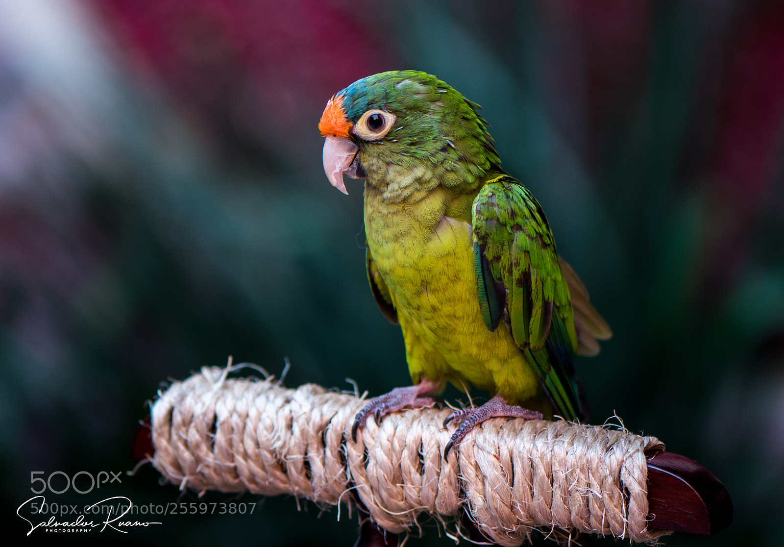 Nikon D7500 sample photo. Parrot photography