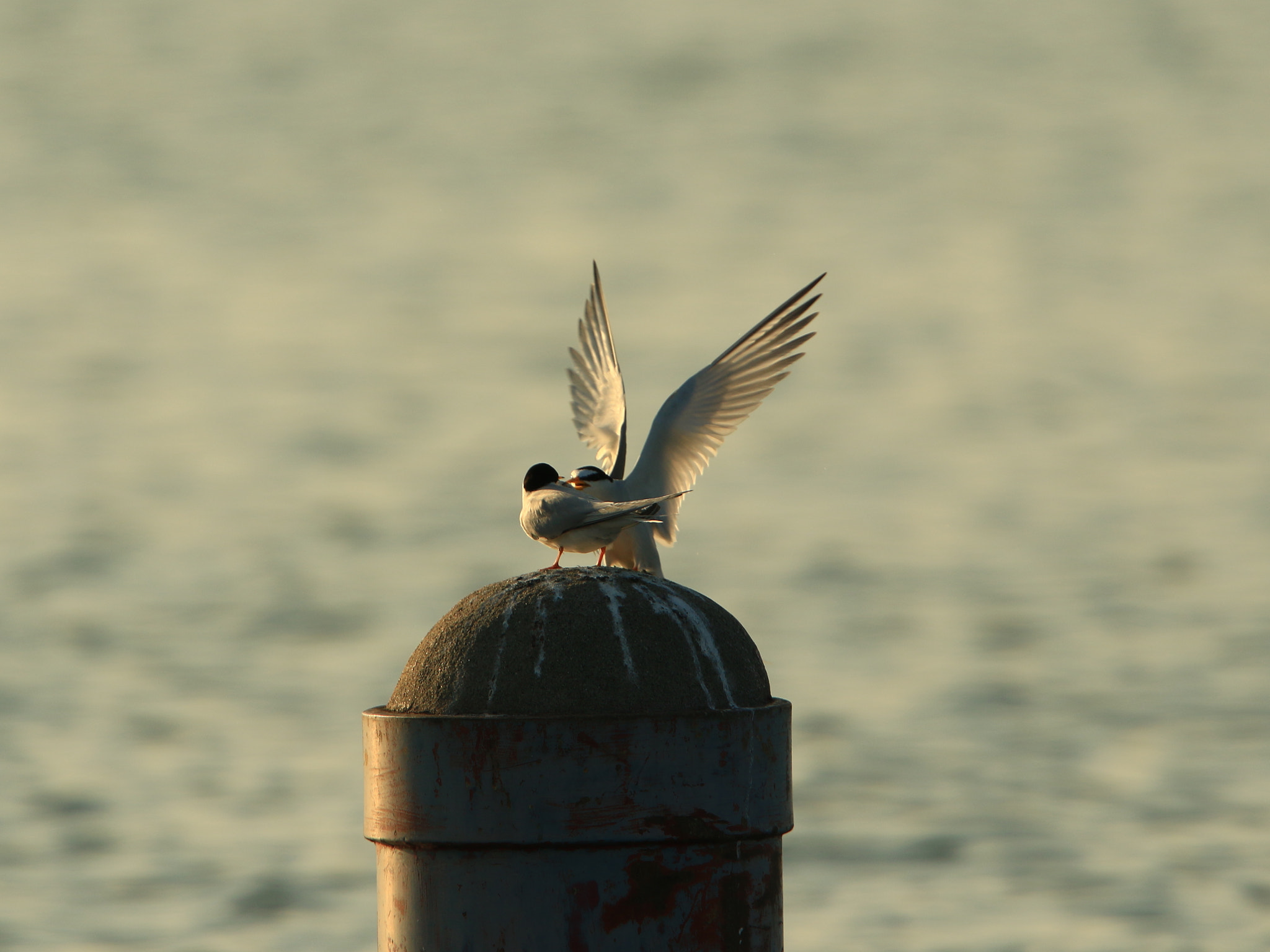 Canon EF 400mm F2.8L IS USM sample photo. I love you forever ～♥️ ③ 恋愛成就 photography