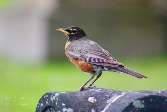Canon EOS 70D sample photo. Robin photography