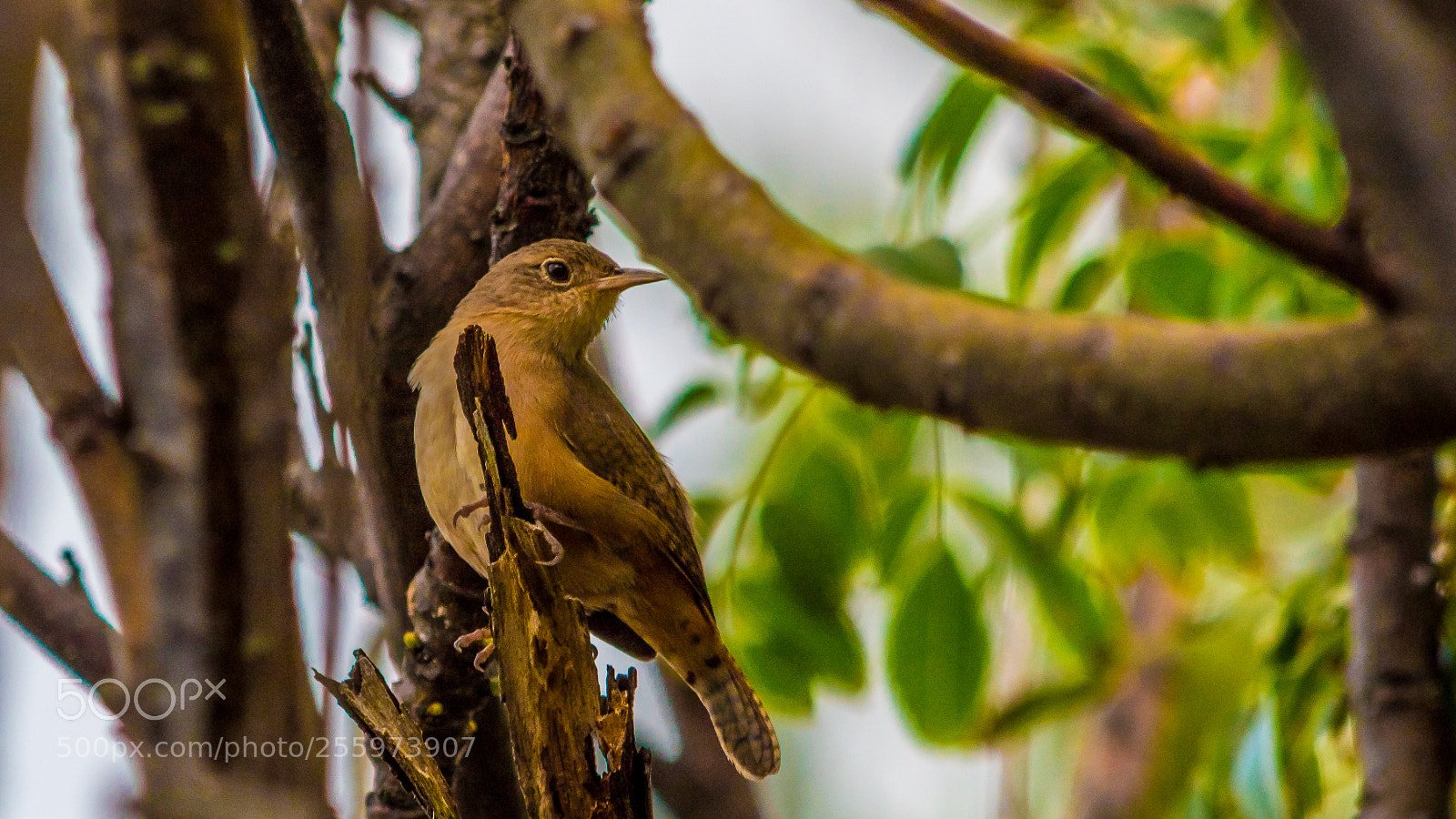 Nikon D5500 sample photo. Bird photography