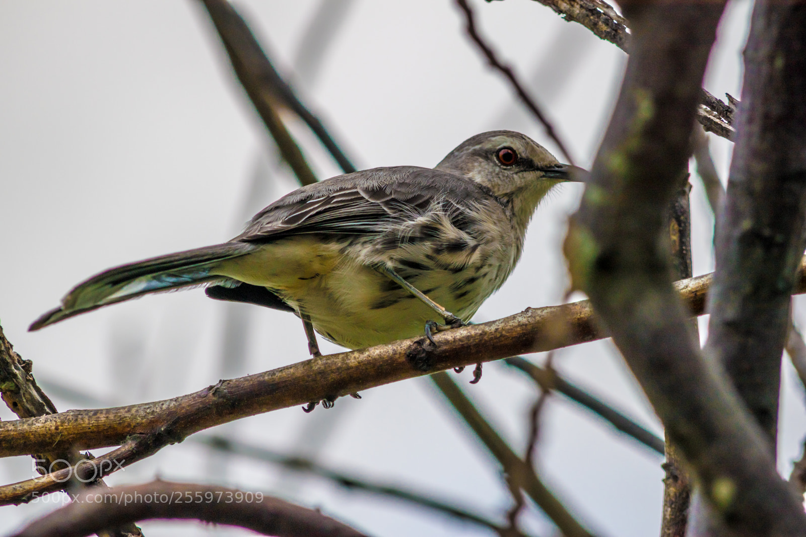 Nikon D5500 sample photo. Bird photography