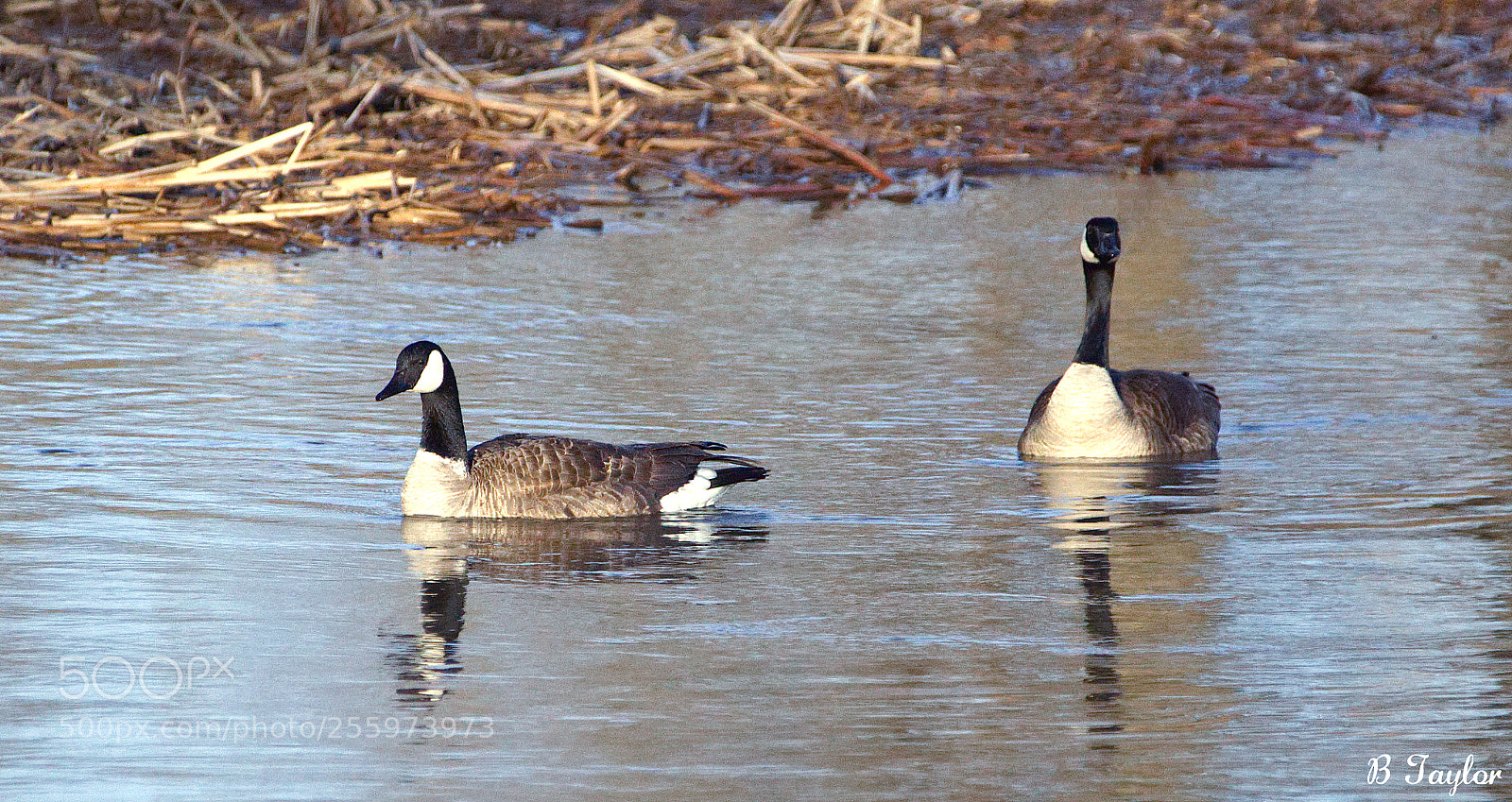 Sony SLT-A57 sample photo. Geese moving out photography