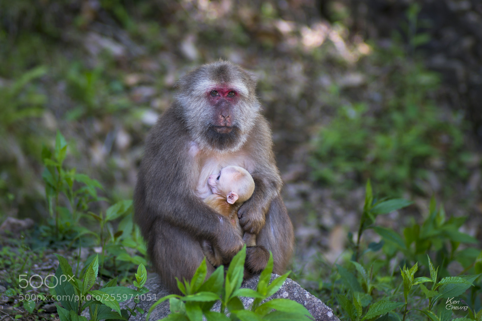 Sony a7R II sample photo. Monkey photography