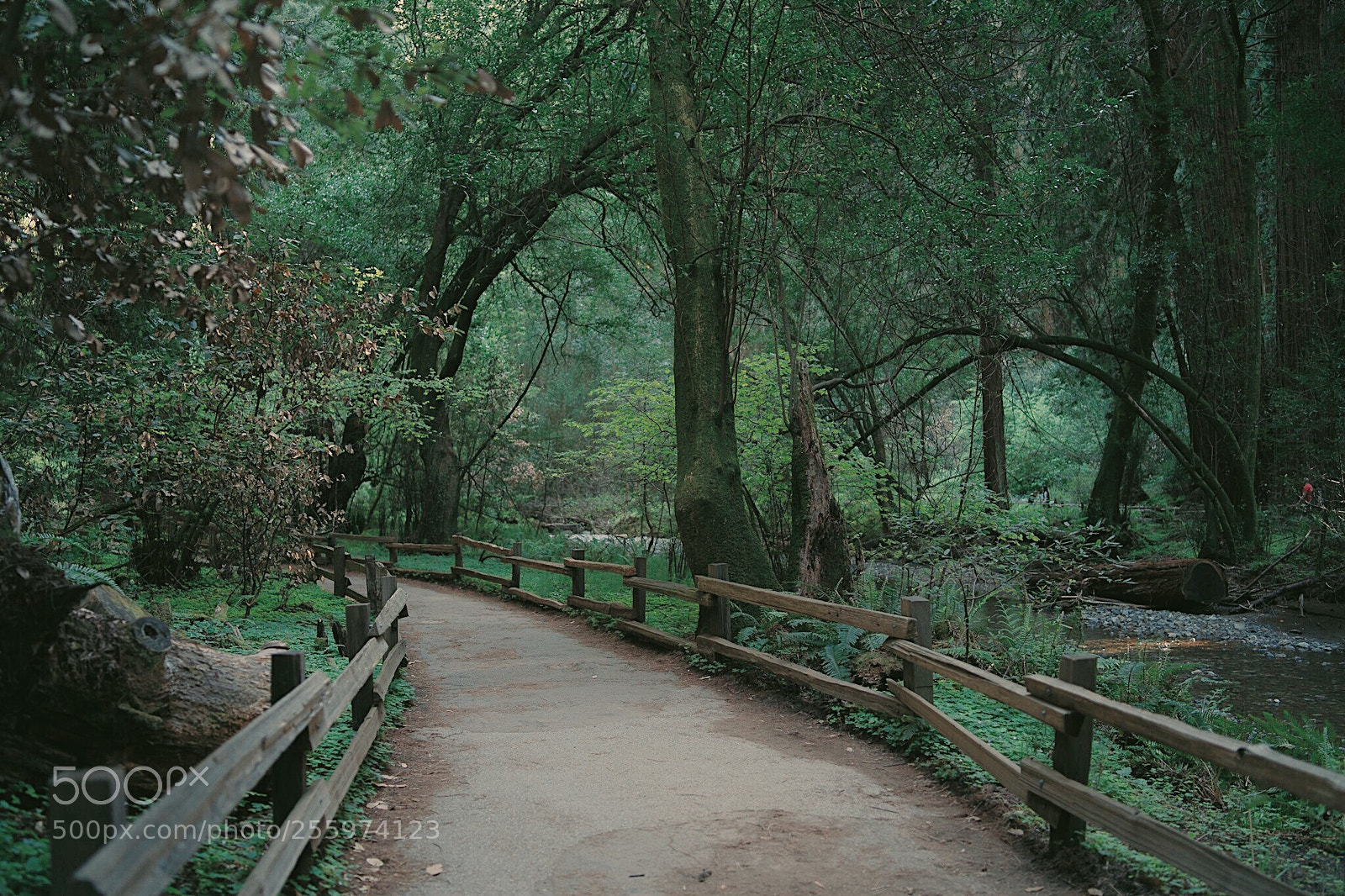 Sony a7 III sample photo. Muir woods photography
