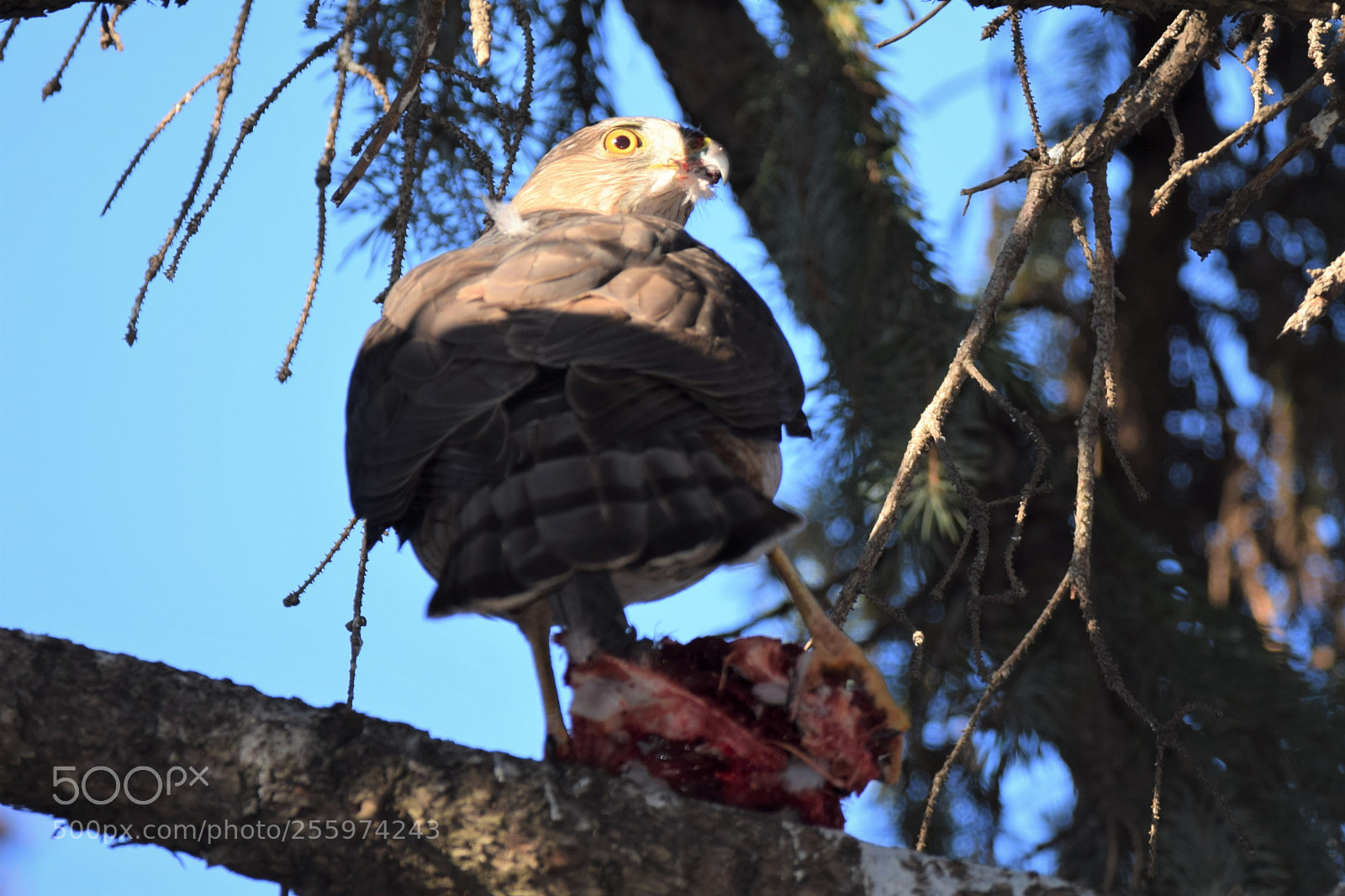 Nikon D3300 sample photo. Hawk with prey photography