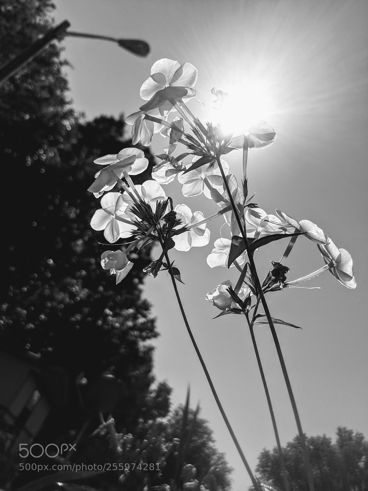 Google Pixel 2 XL sample photo. Untitled photography
