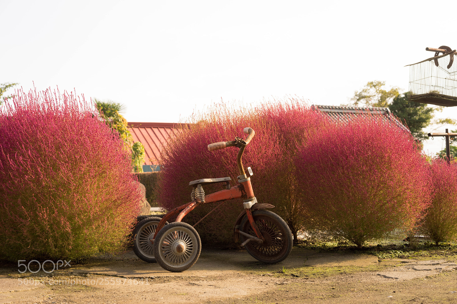 Sony a7 sample photo. - photography