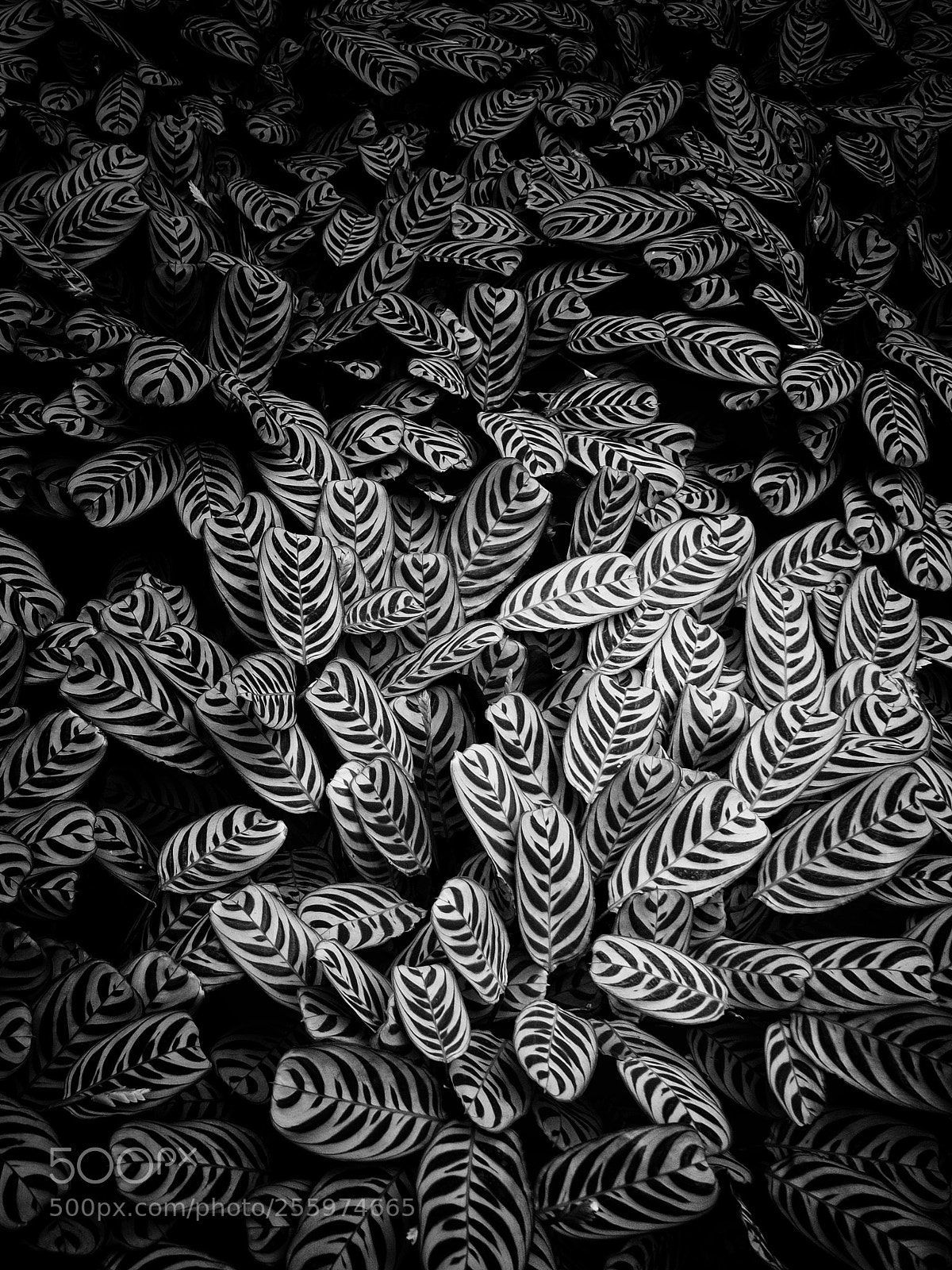 Olympus OM-D E-M1 sample photo. Natural pattern photography