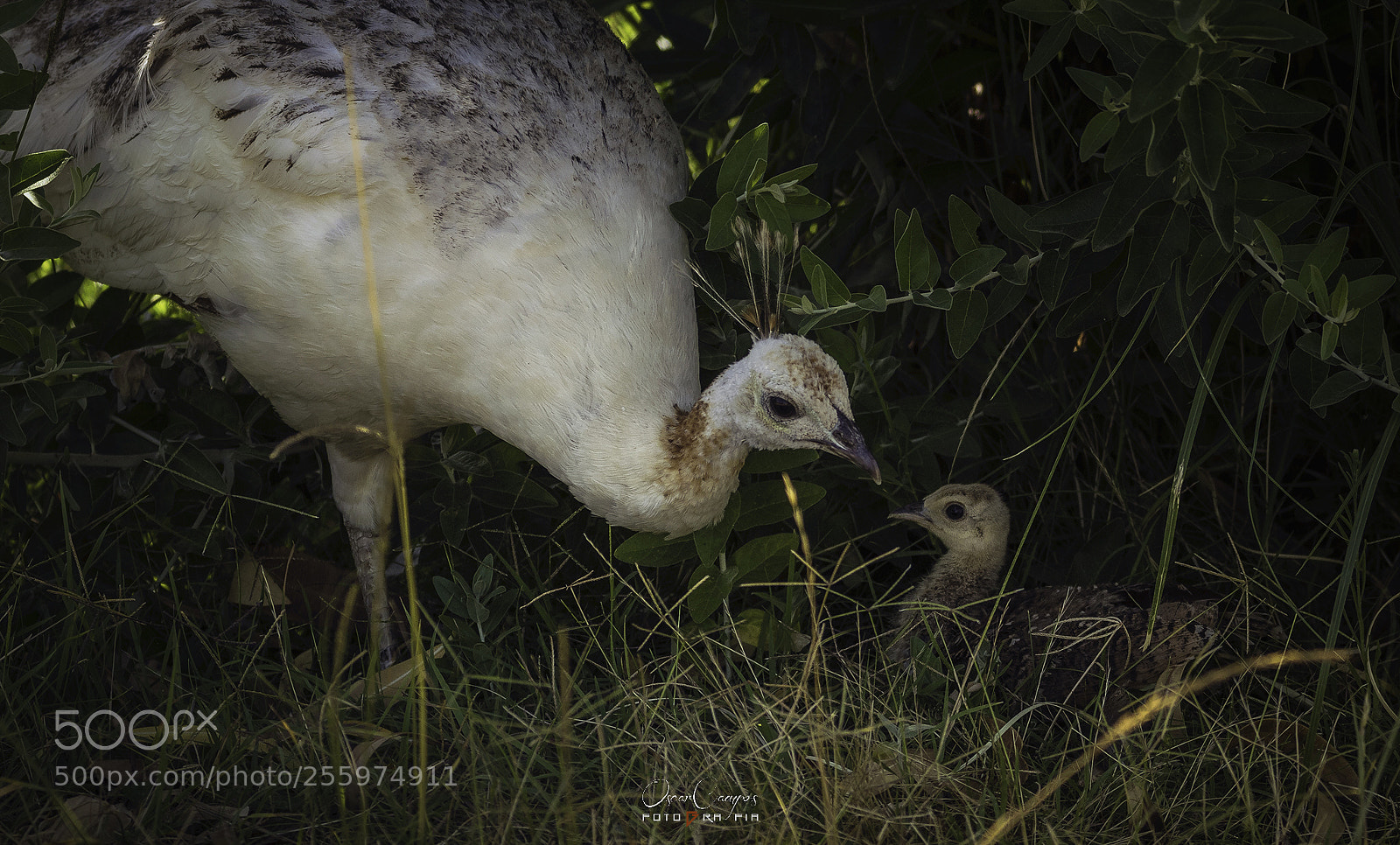 Nikon D810 sample photo. Criando pavo real p photography