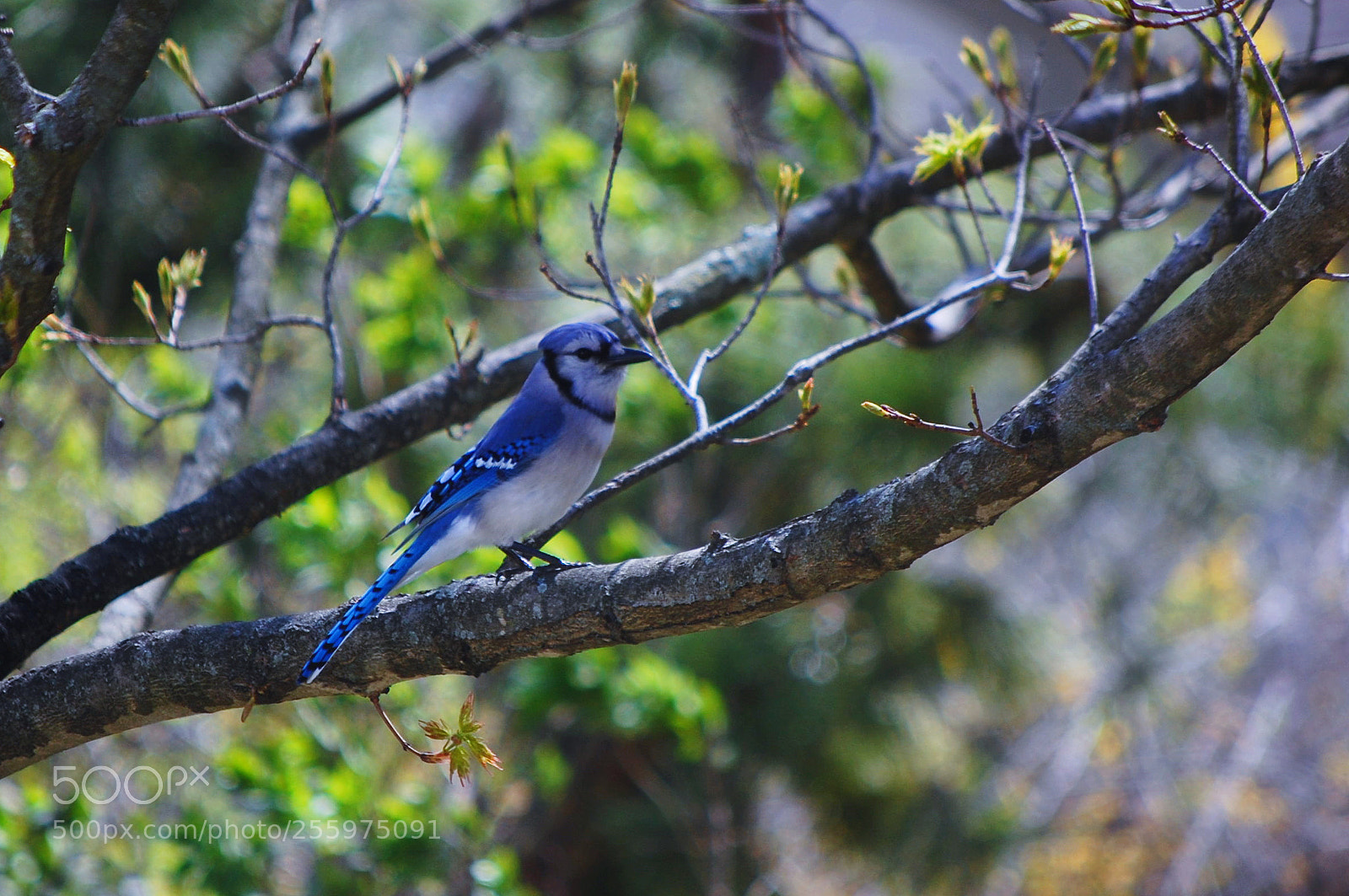 Nikon D40 sample photo. Backyard blue jay photography