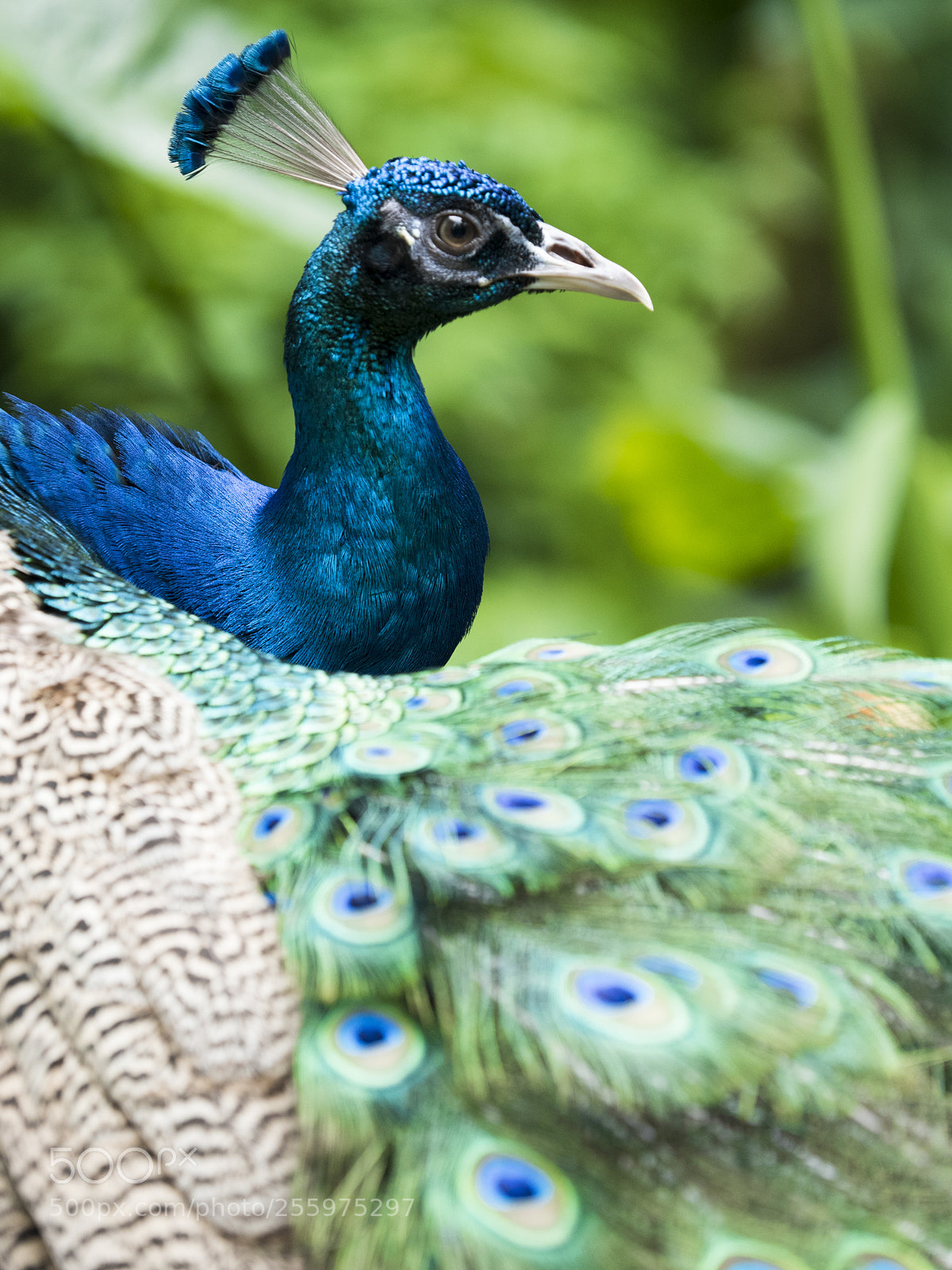 Olympus OM-D E-M5 II sample photo. Peacock photography