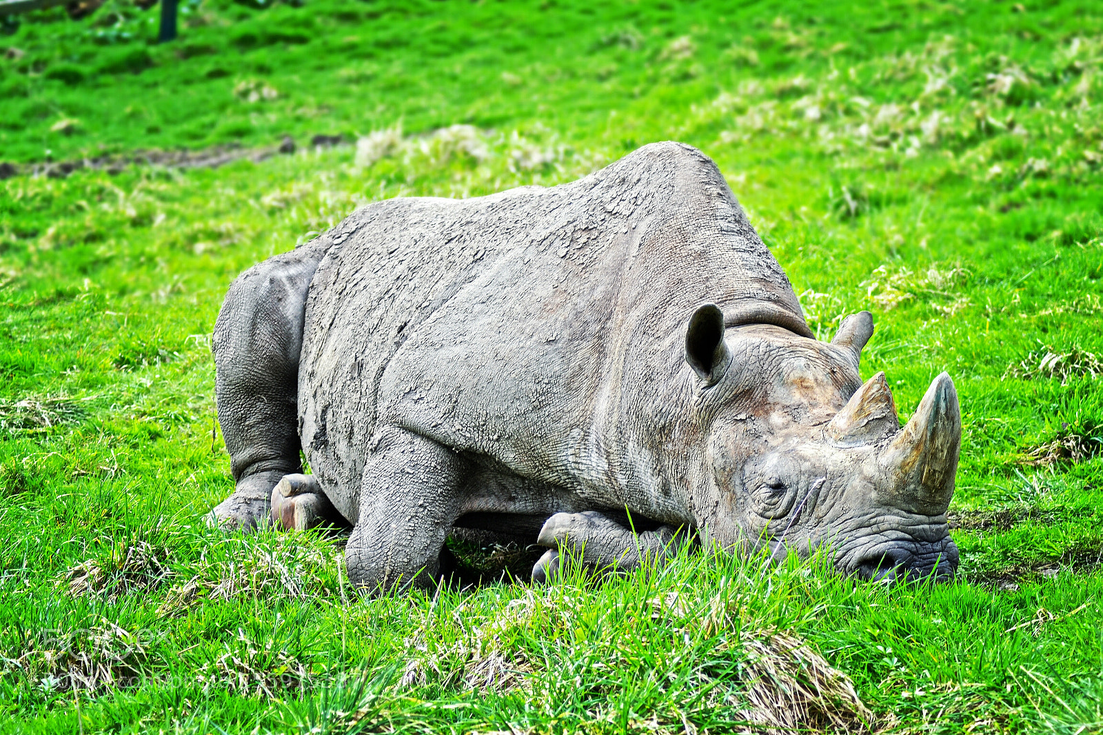 Nikon D3100 sample photo. Safari folkestone photography