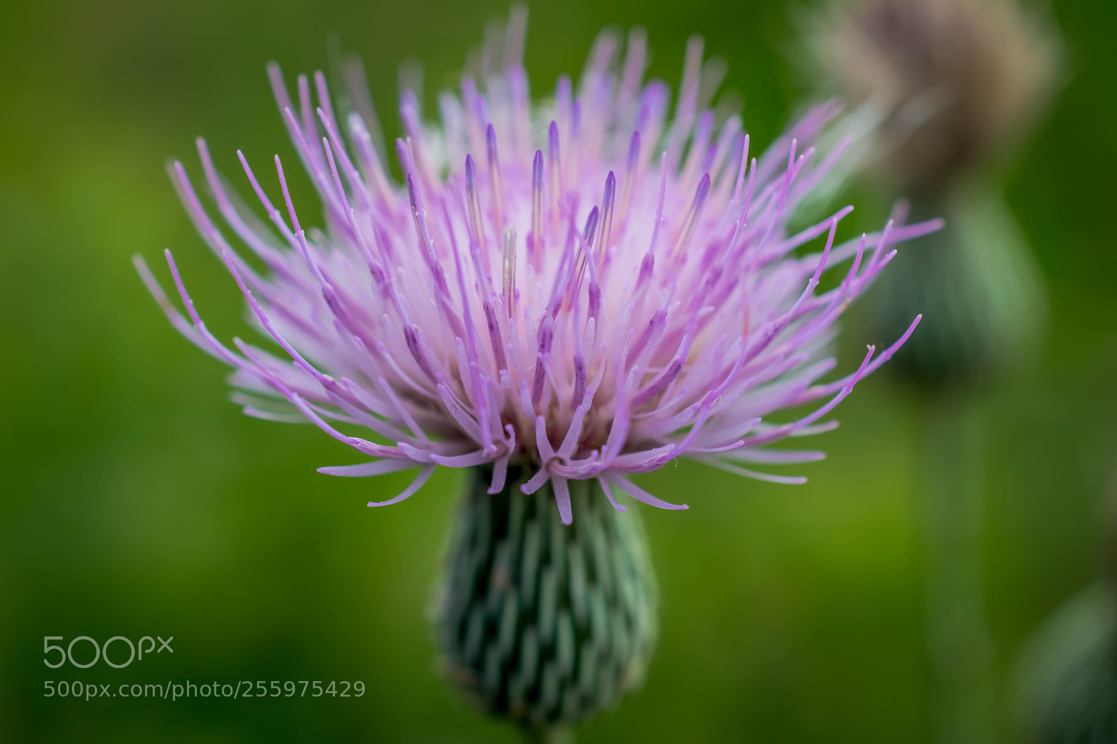 Nikon D5300 sample photo. Purple milk thistle macro photography