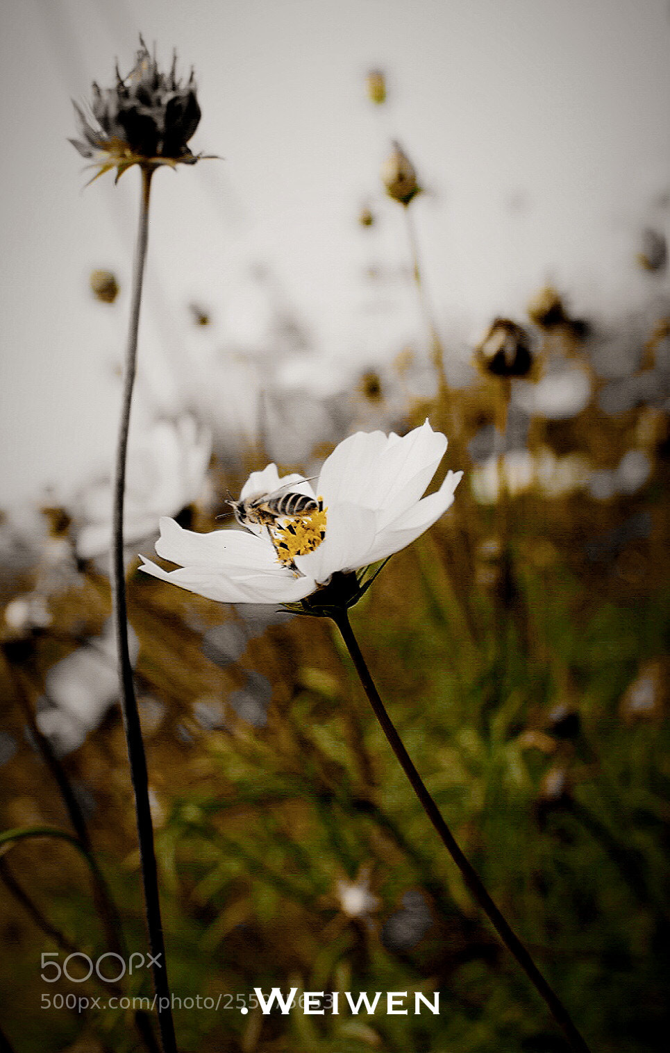 Nikon D5300 sample photo. Untitled photography