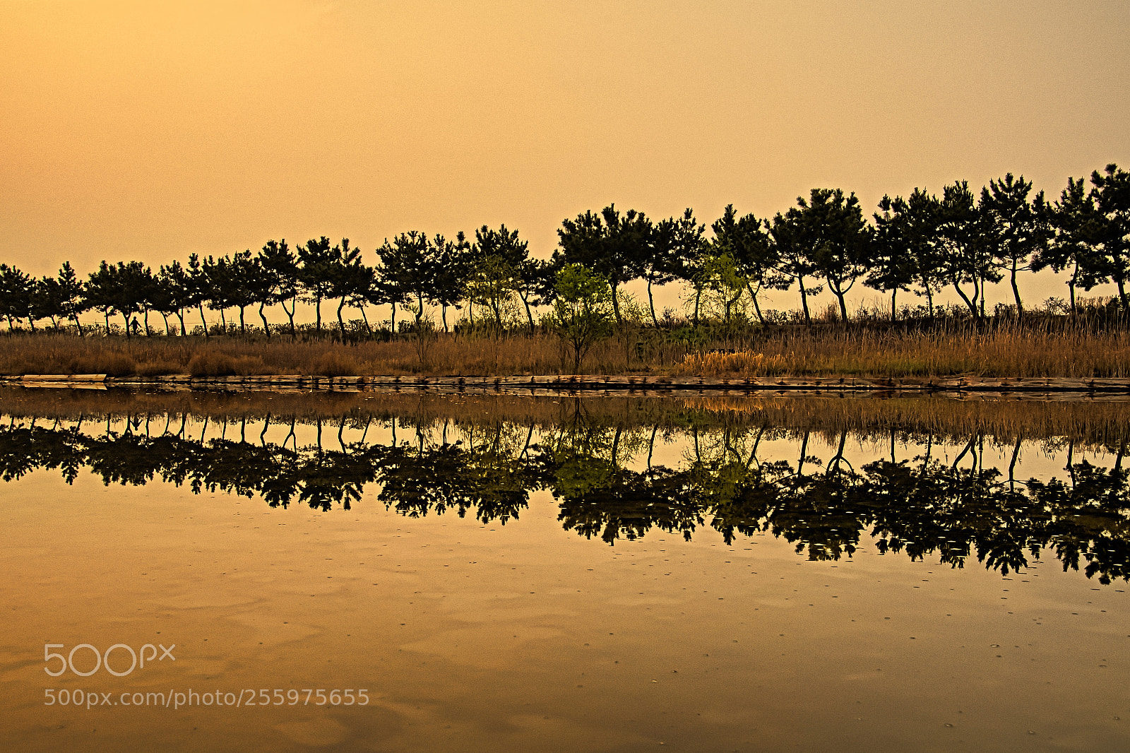Nikon D500 sample photo. Reflection photography