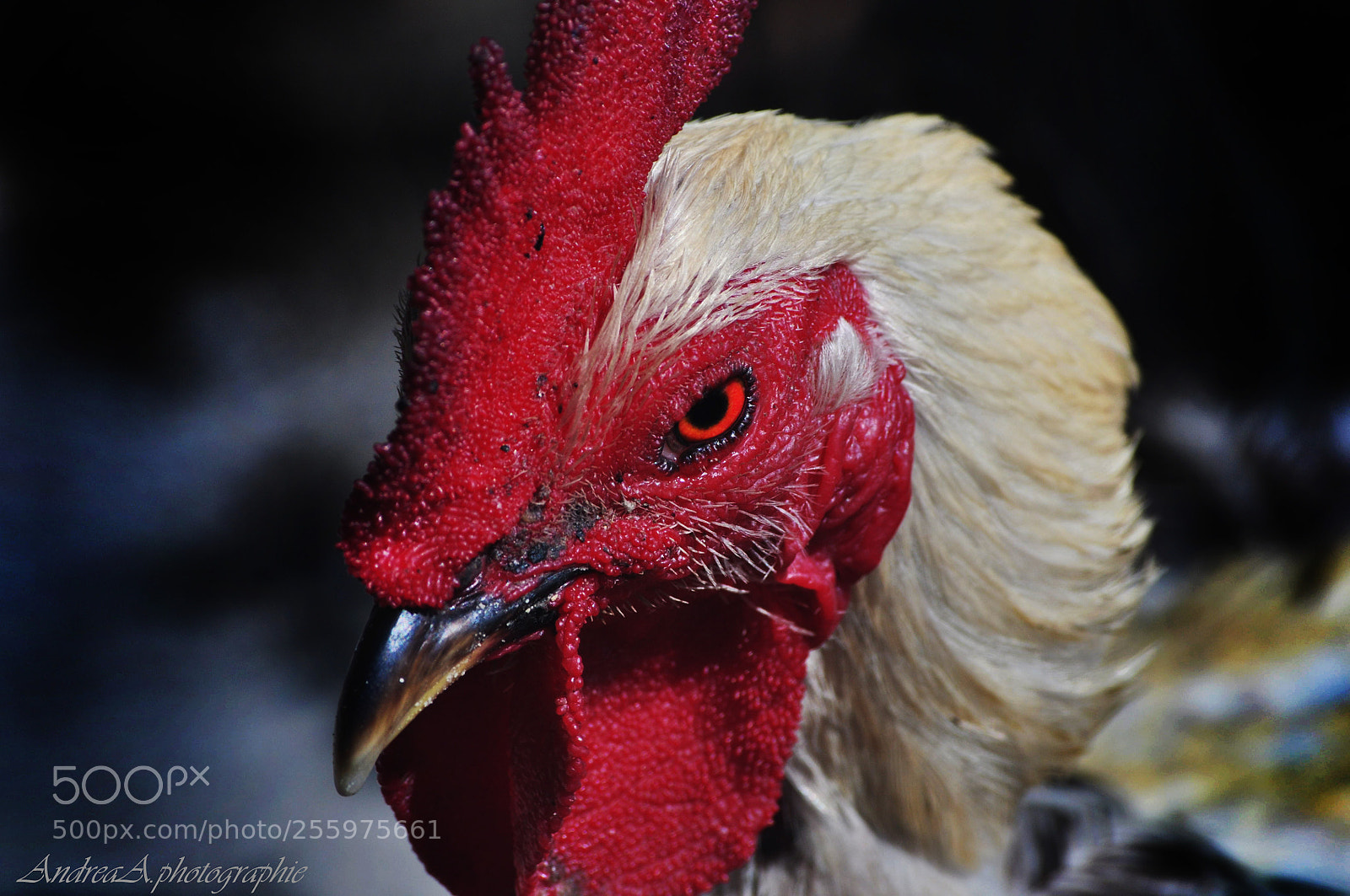 Nikon D5000 sample photo. Juste un regard... photography
