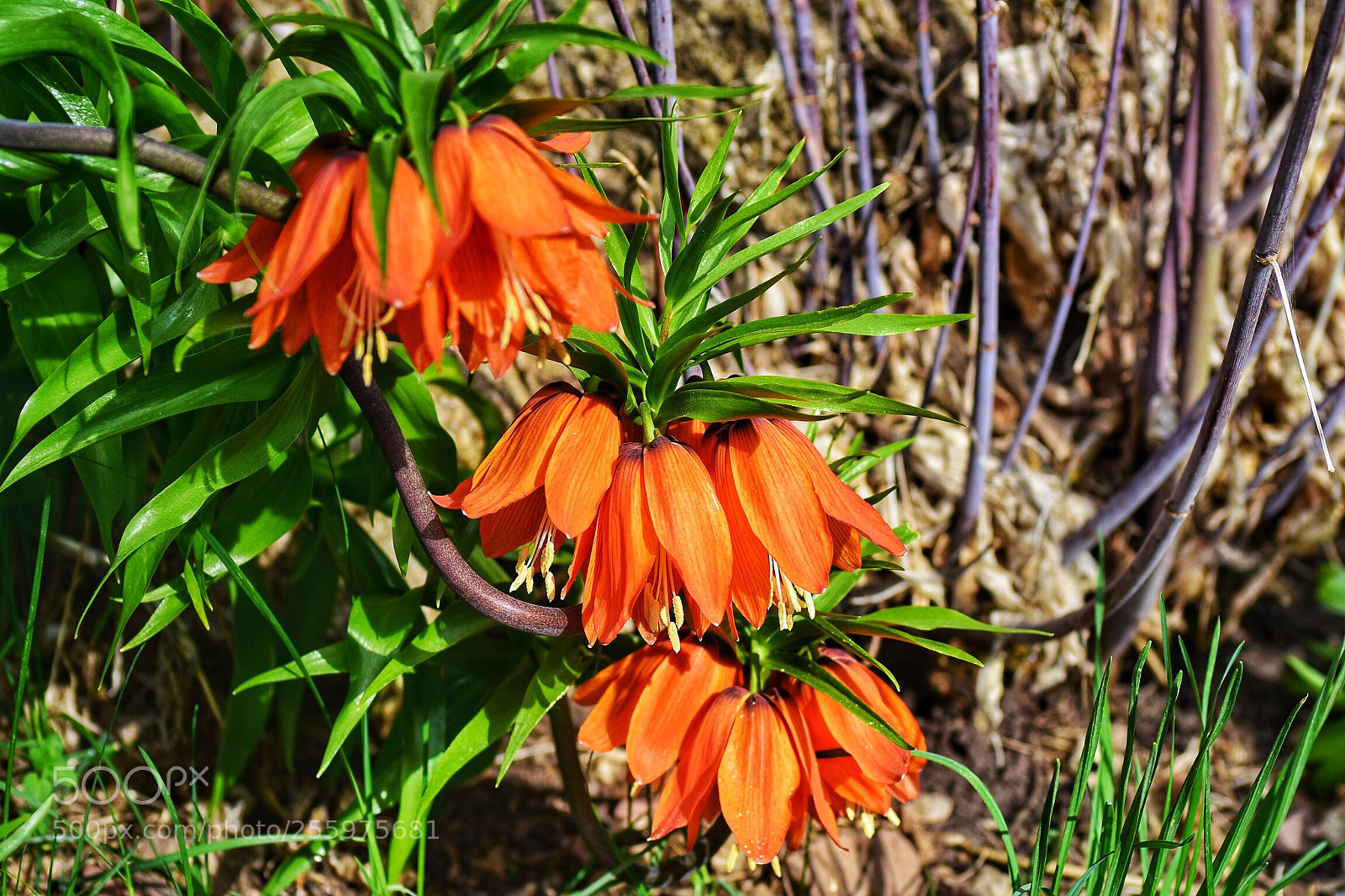 Nikon D7200 sample photo. Springtime blooming photography