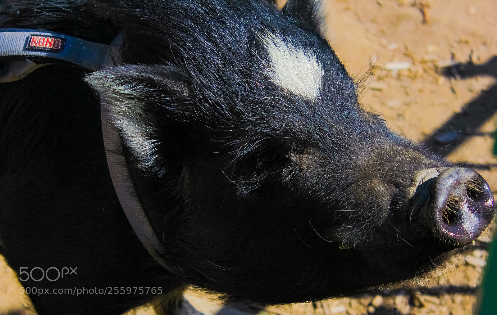 Canon EOS 550D (EOS Rebel T2i / EOS Kiss X4) sample photo. Simon the pig photography