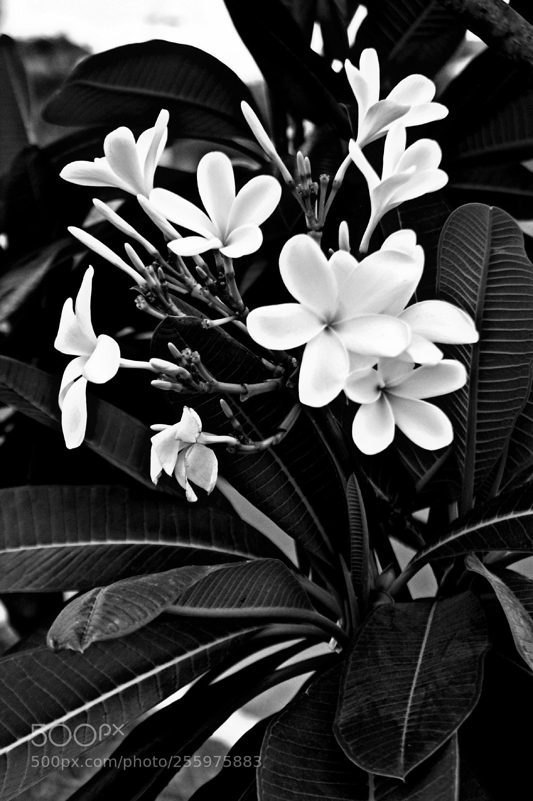 Canon EOS 60D sample photo. **** photography