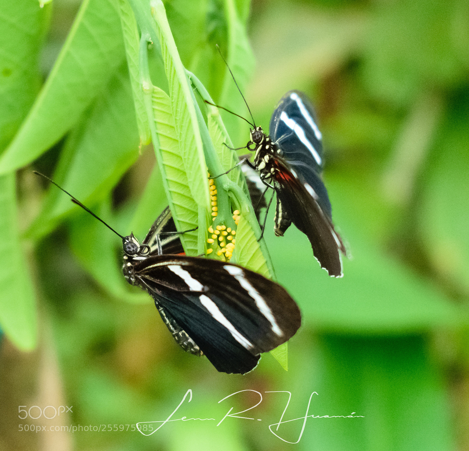 Nikon D5300 sample photo. A little flying family photography