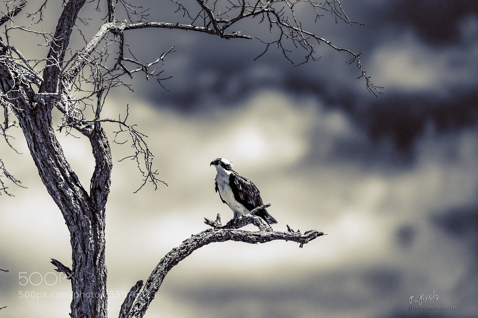 Nikon D850 sample photo. Ospreys of sandy hook photography